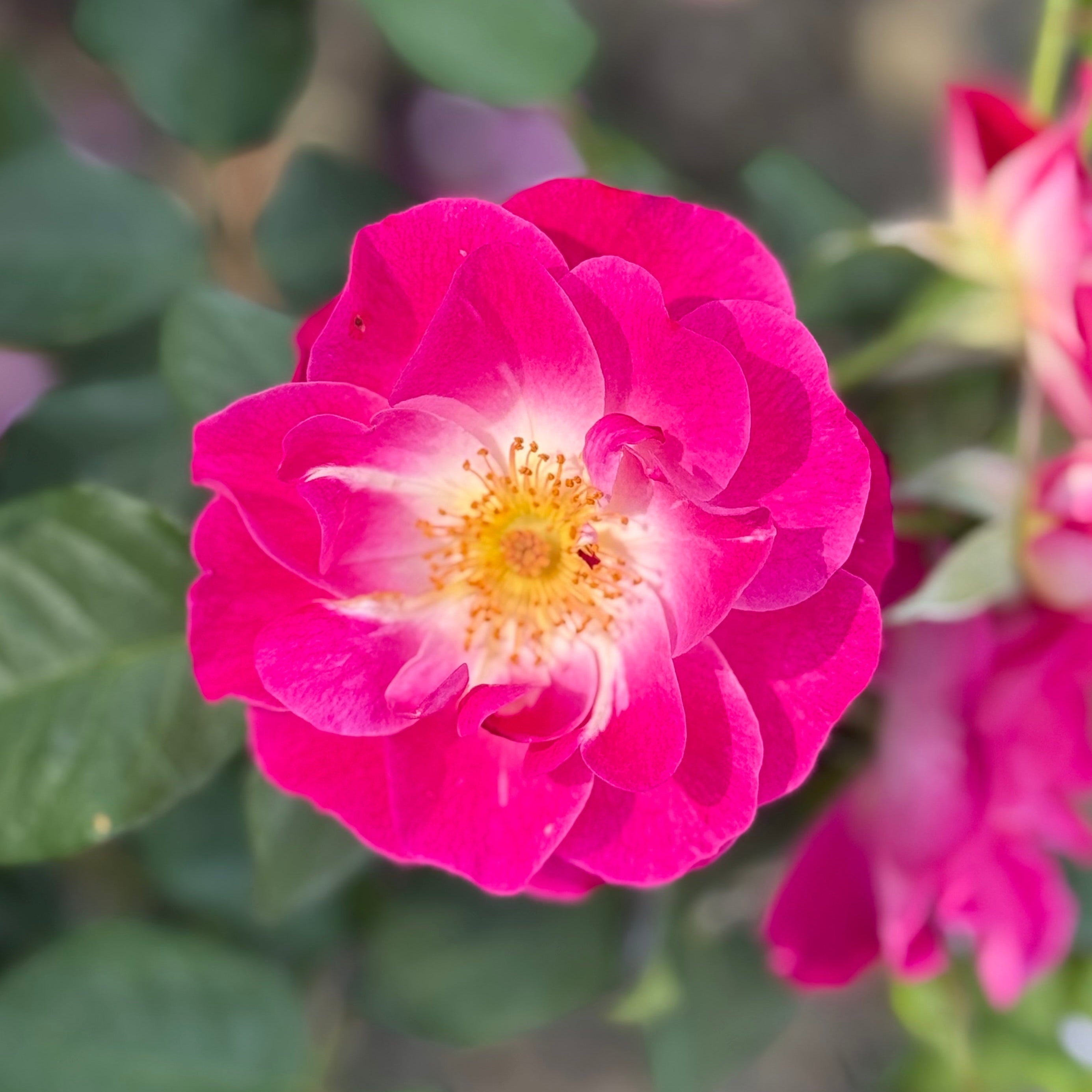 Easy to Please® Potted Tree Rose