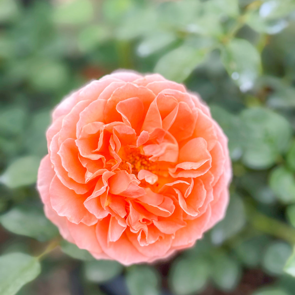 Adobe Sunrise™  Bare Root Rose Bush