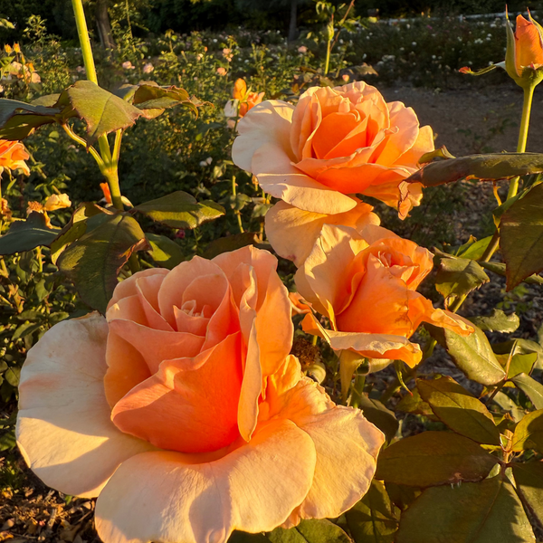 Just Joey Bare Root Tree Rose