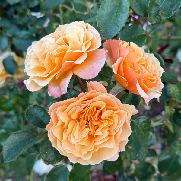 Forever Amber™ Potted Tree Rose