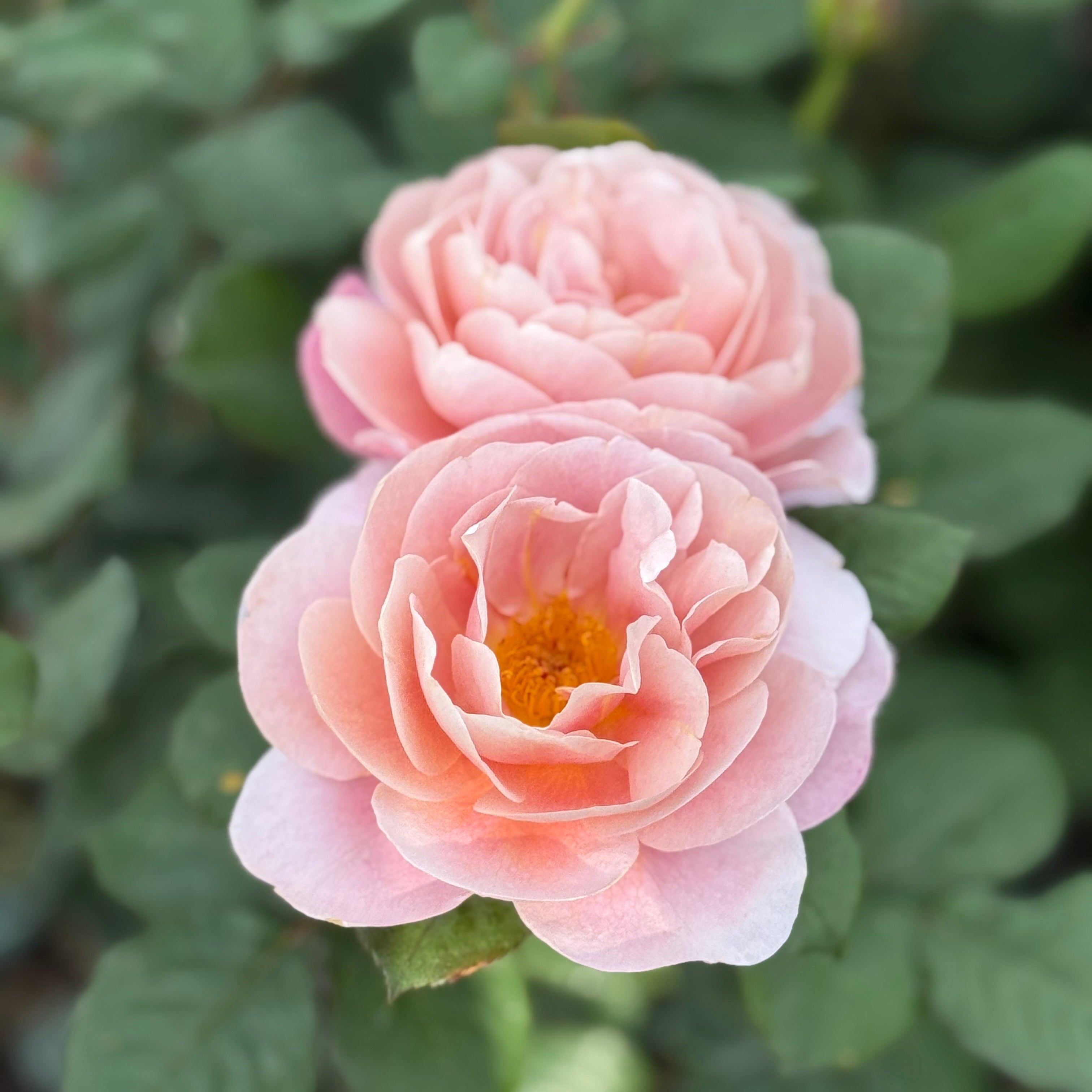 Two pink roses with a blurred green leafy background