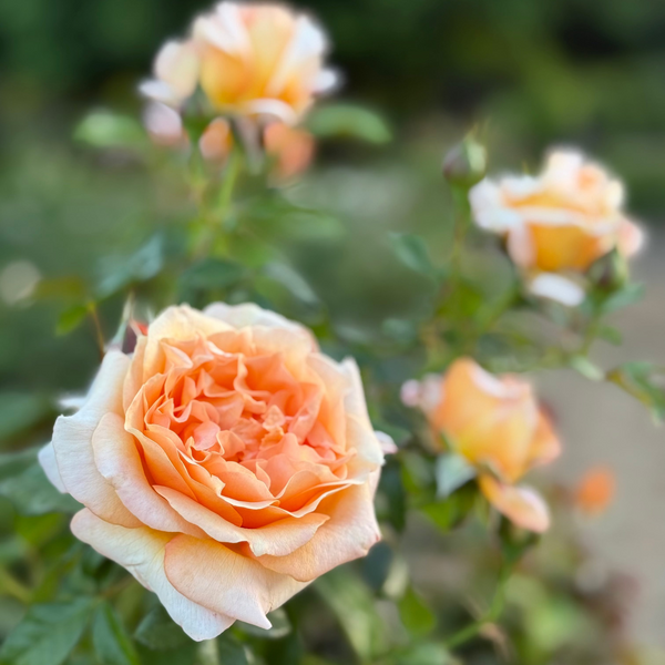 Forever Amber™ Bare Root Rose Bush