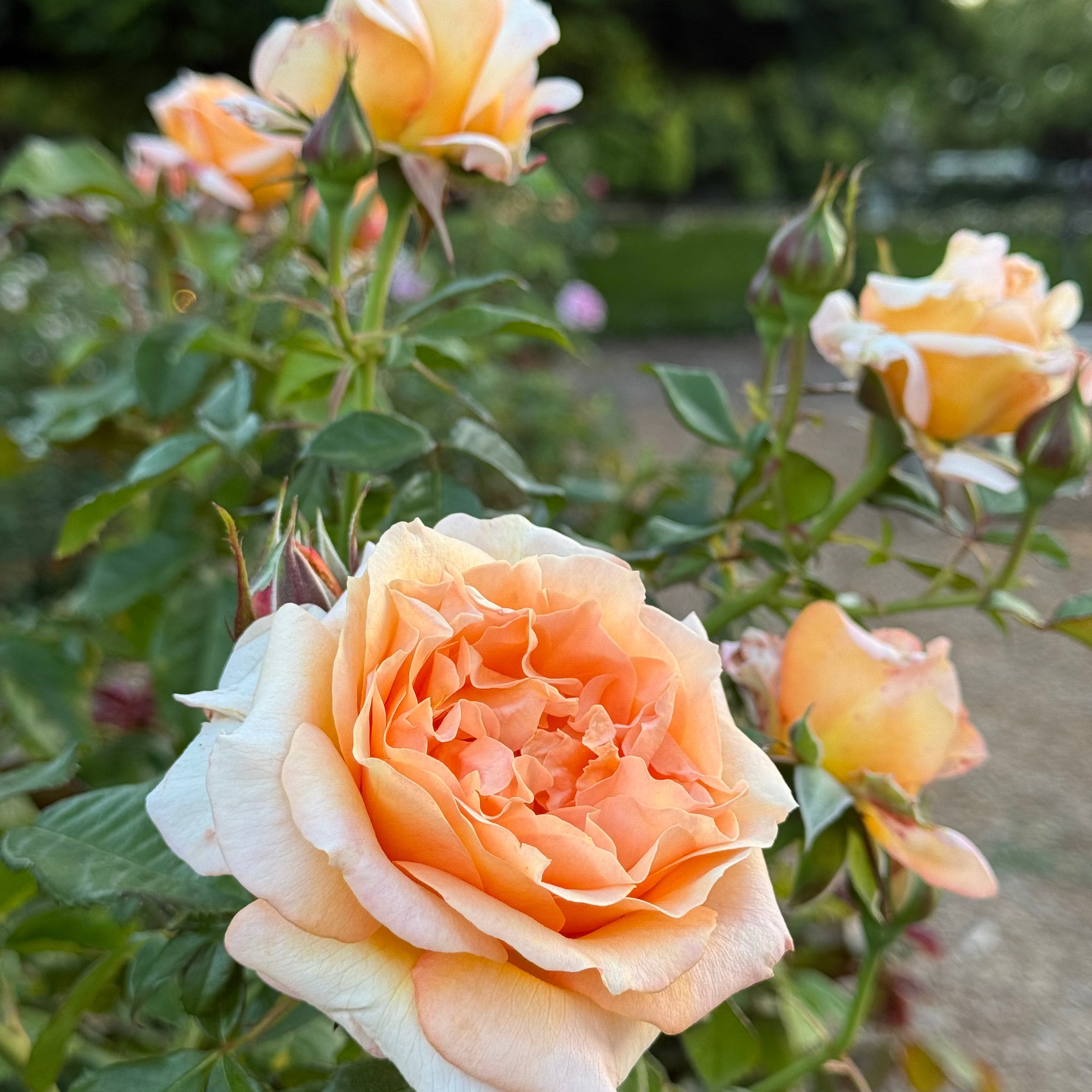 Forever Amber™ Potted Tree Rose