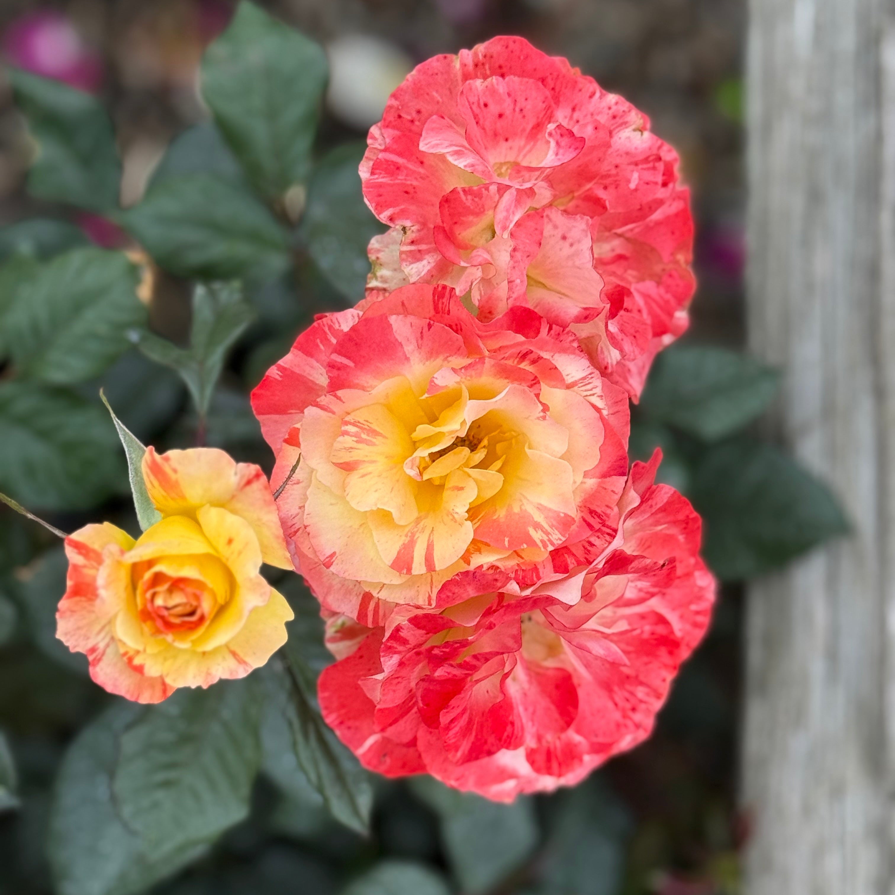 Chihuly® Potted Rose Bush