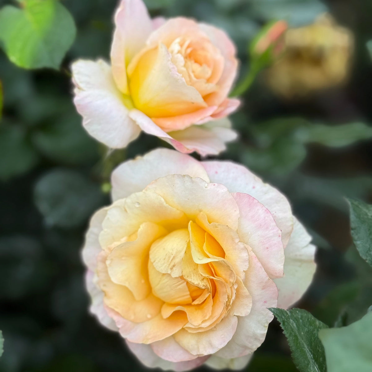 Two peach-colored roses with green leaves on a blurred background