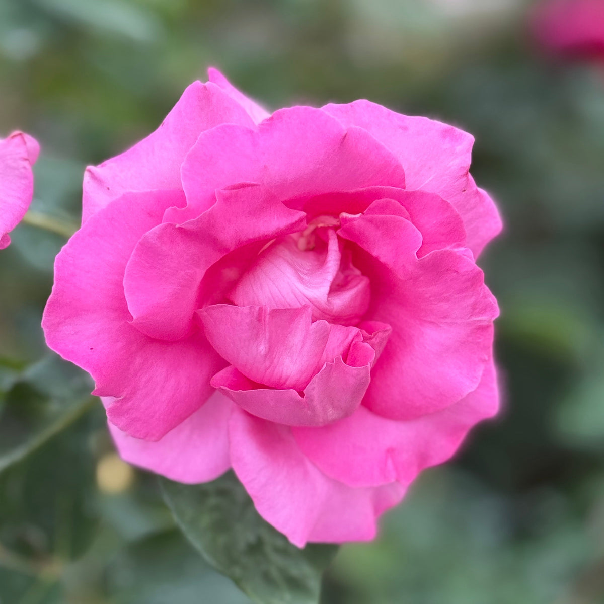 The McCartney Rose™   Bare Root Rose Bush