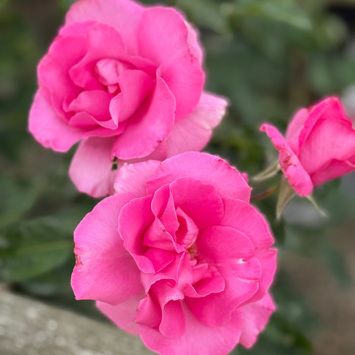 The McCartney Rose™   Bare Root Rose Bush