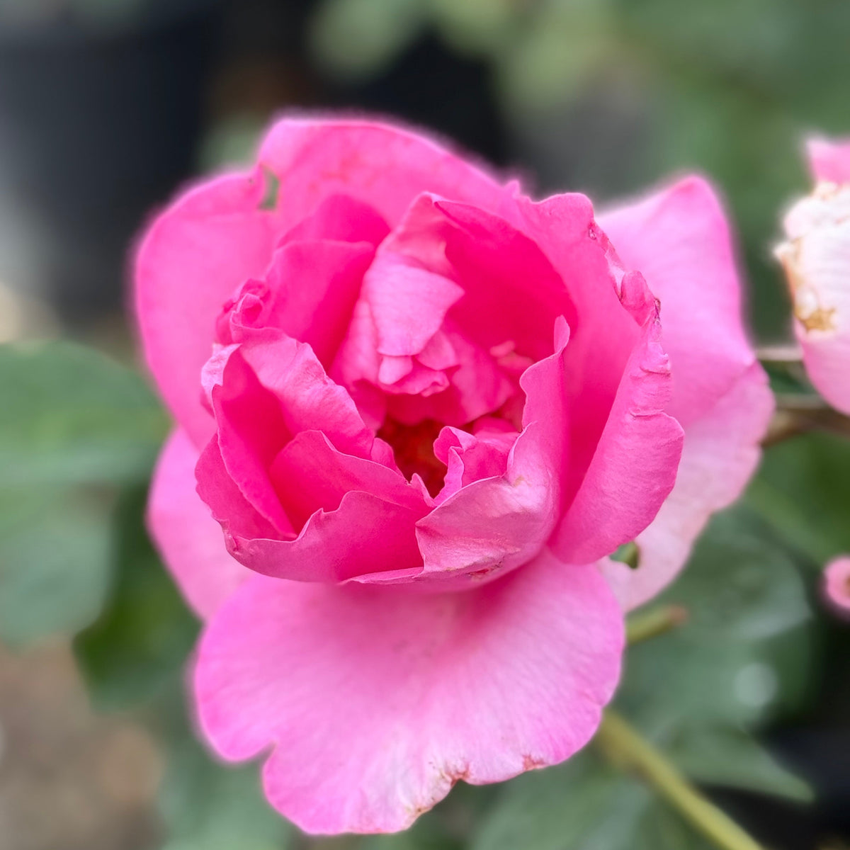 The McCartney Rose™   Bare Root Rose Bush