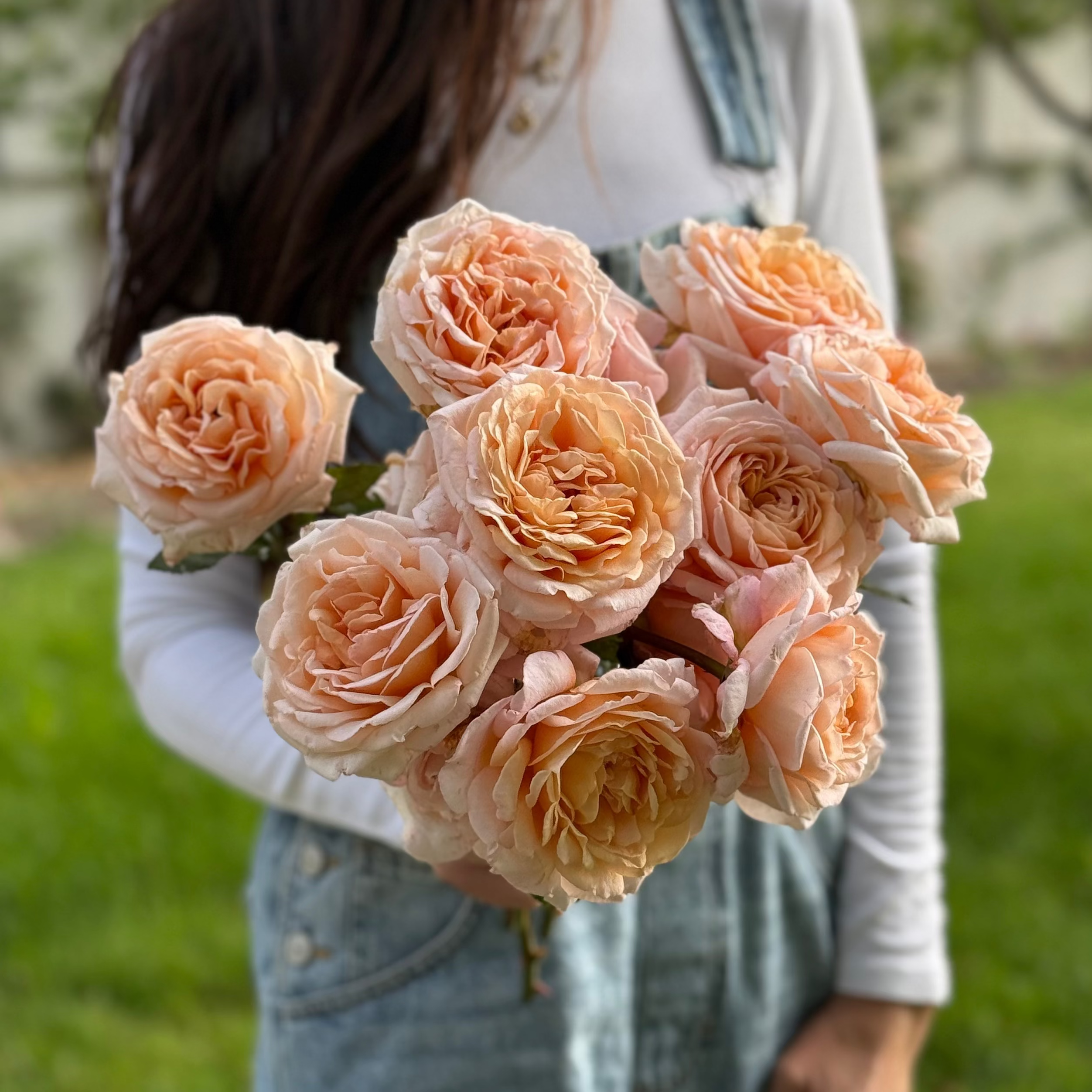 Parfuma® Sunrise (a.k.a. Sespe Sunrise) Bare Root Rose Bush