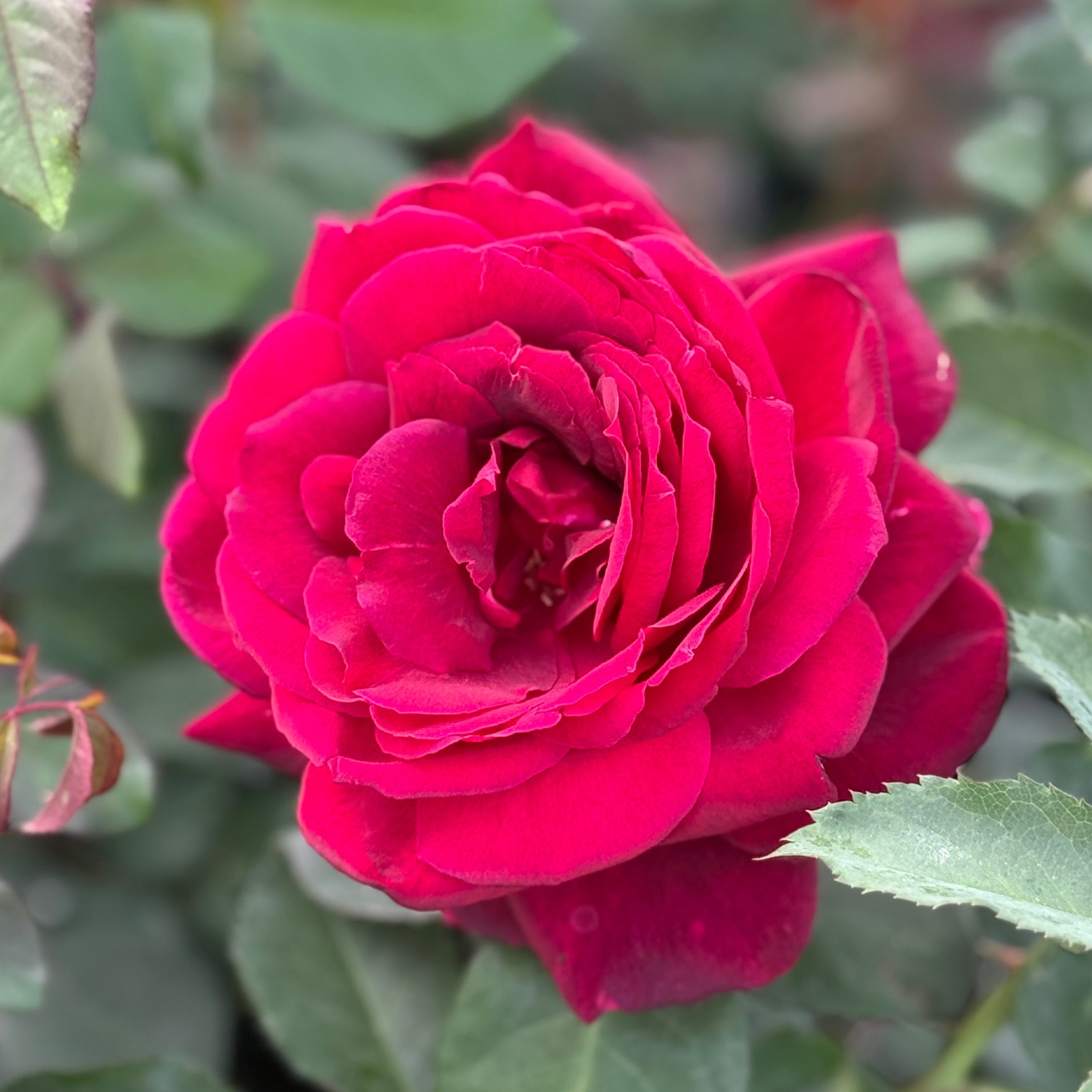 Oklahoma Potted Rose Bush