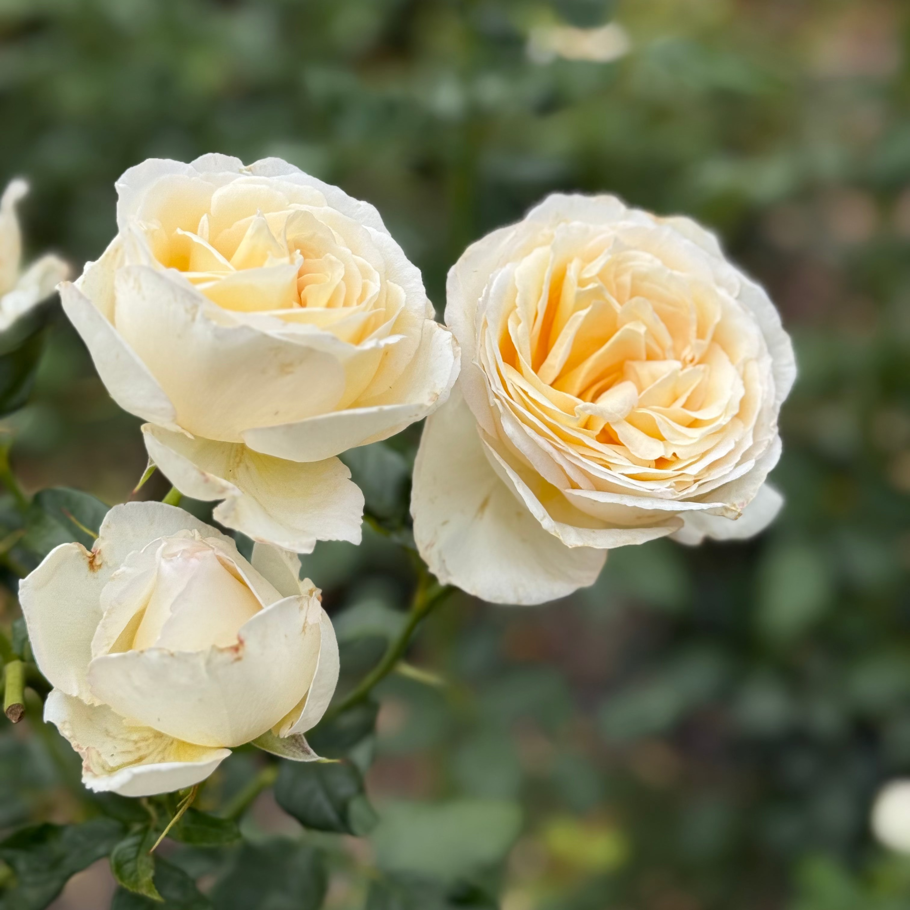 Top Cream™ Bare Root Rose Bush
