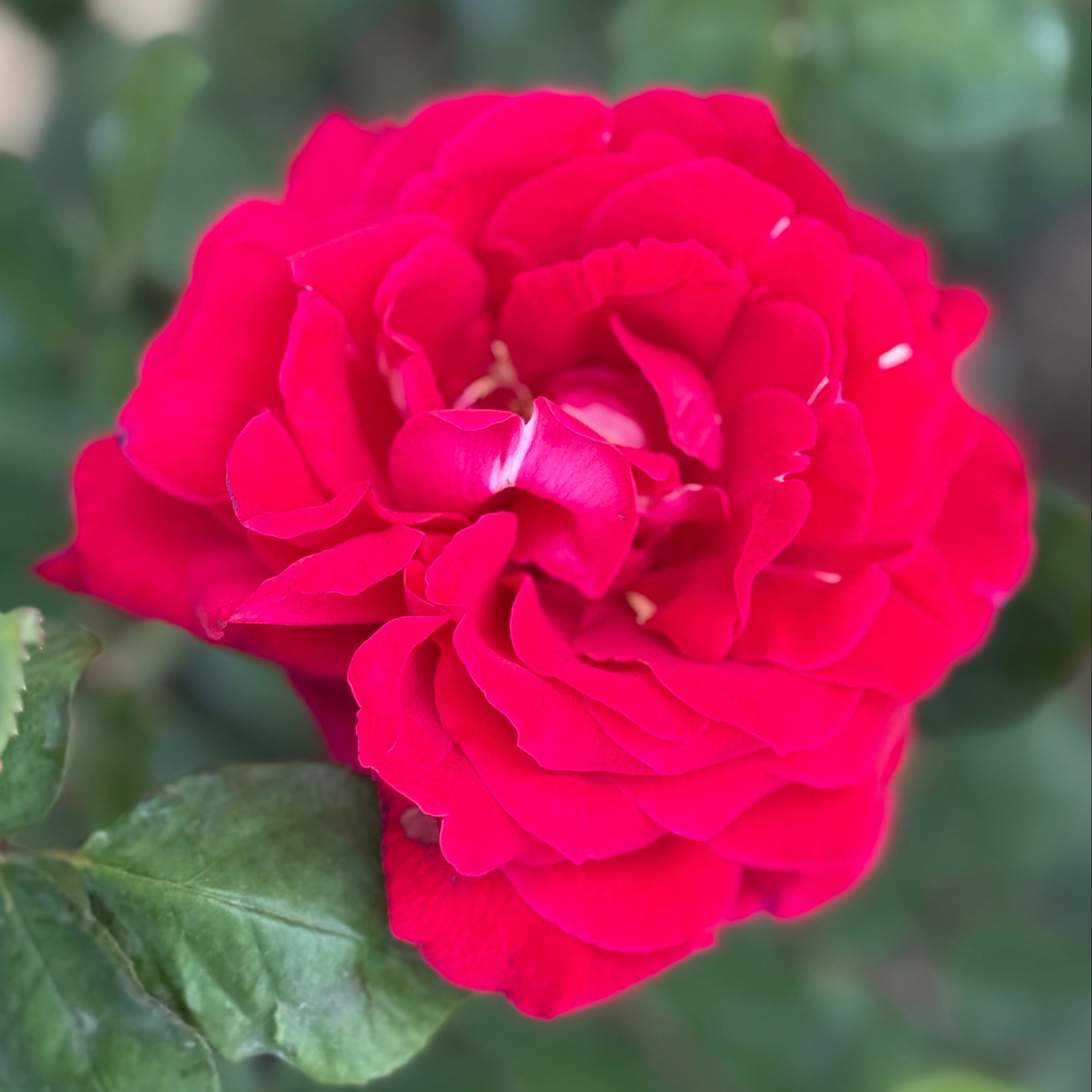 Mister Lincoln Potted Rose Bush