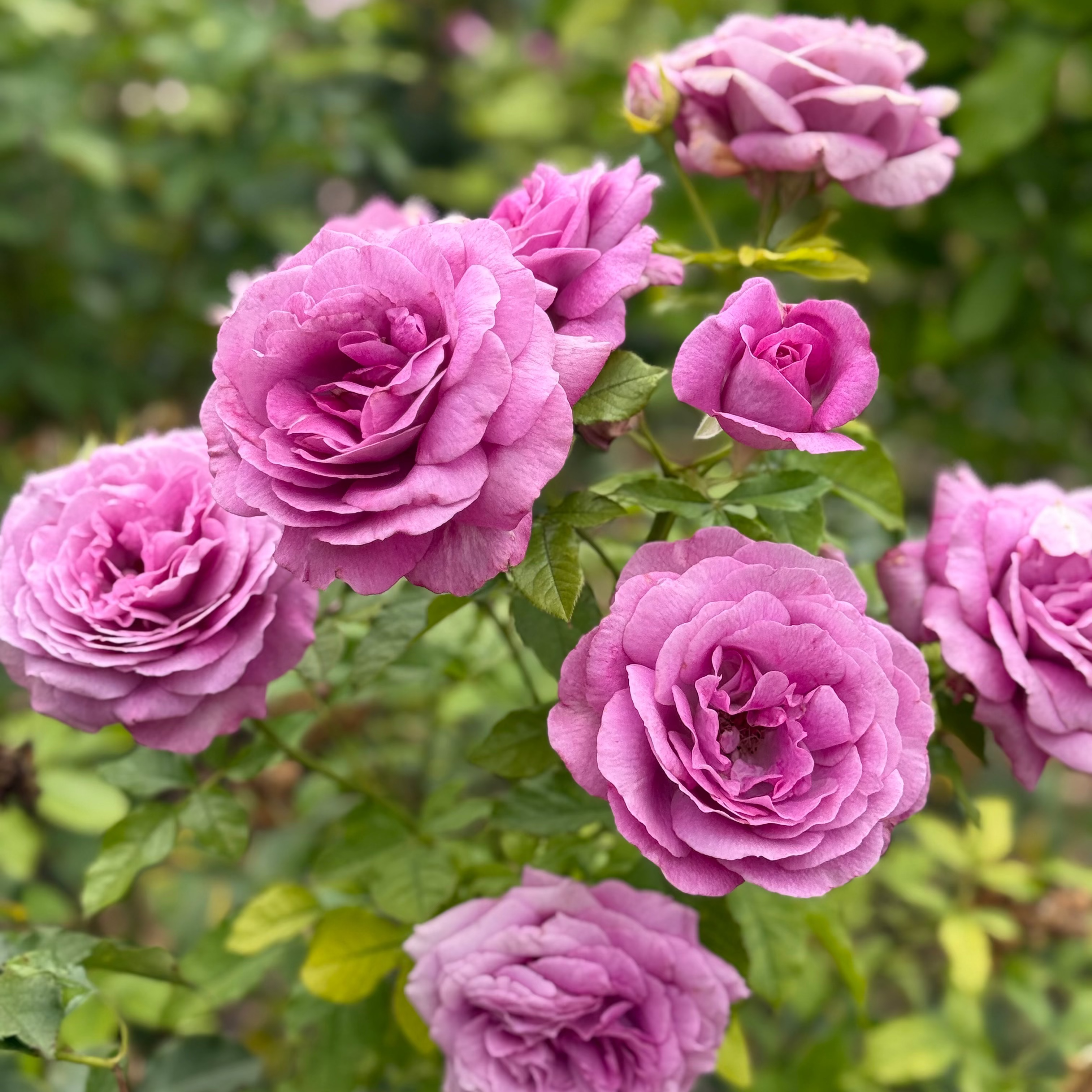 Sweet Madame Blue™ Potted Rose Bush
