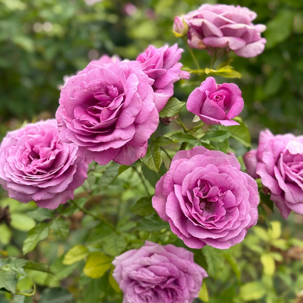 Sweet Madame Blue™ Bare Root Tree Rose