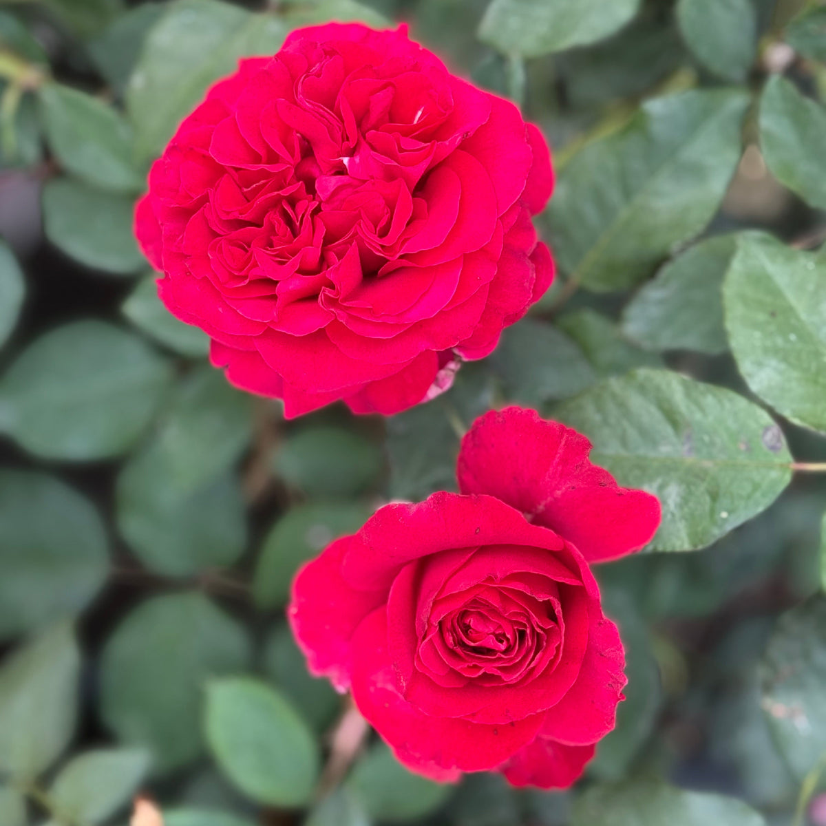 Two red roses with green leaves in the background