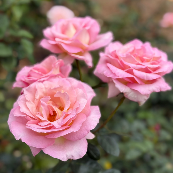 Elle®   Bare Root Rose Bush