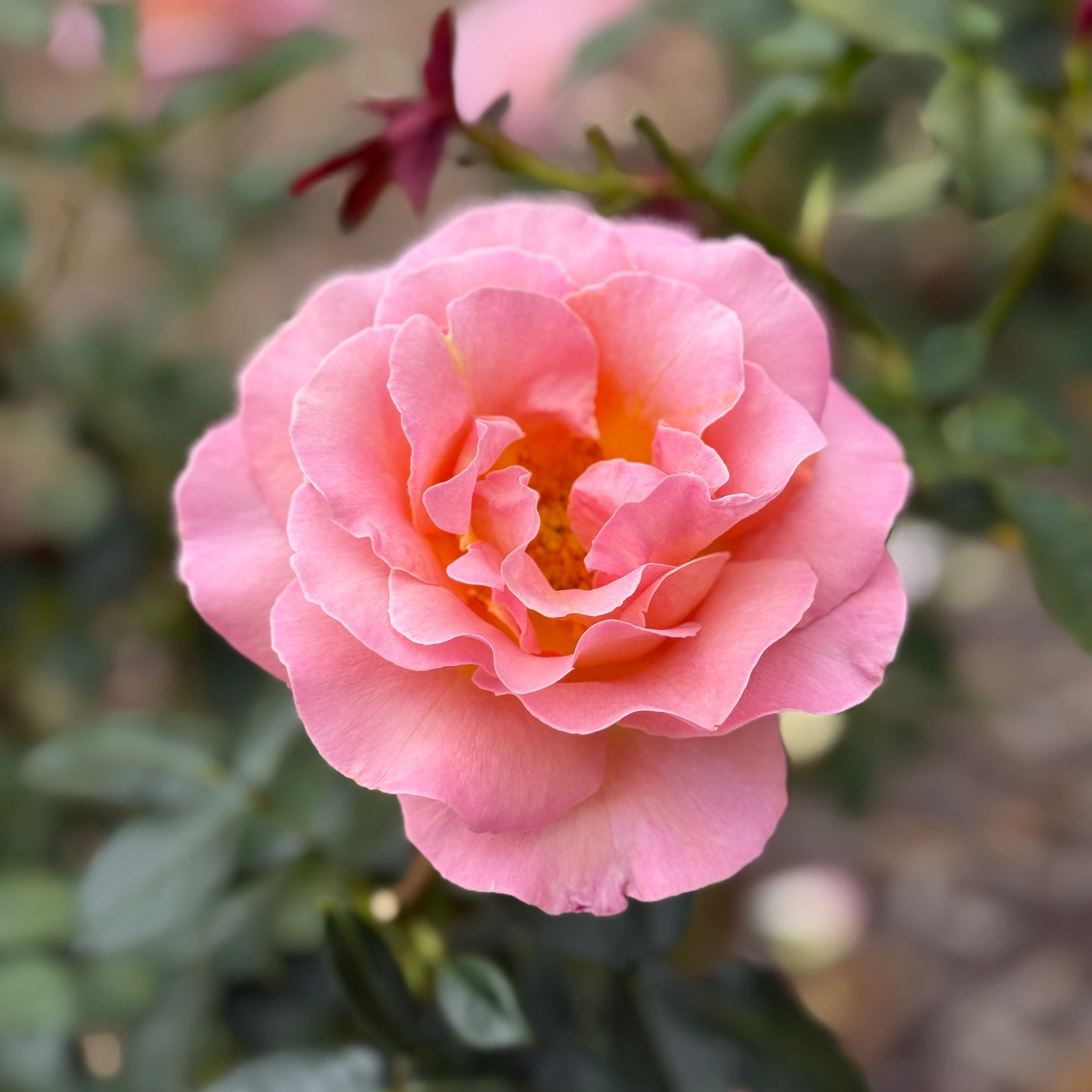 Elle® Potted Tree Rose