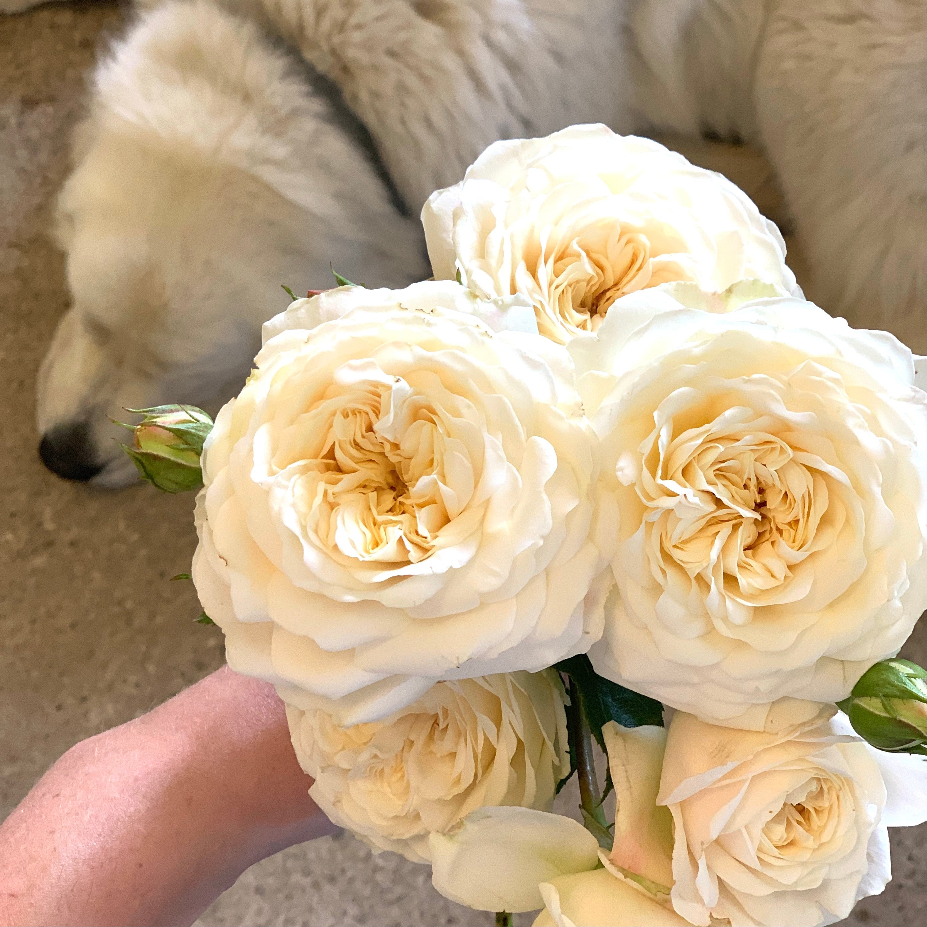 David Austin® Tranquillity Potted Tree Rose