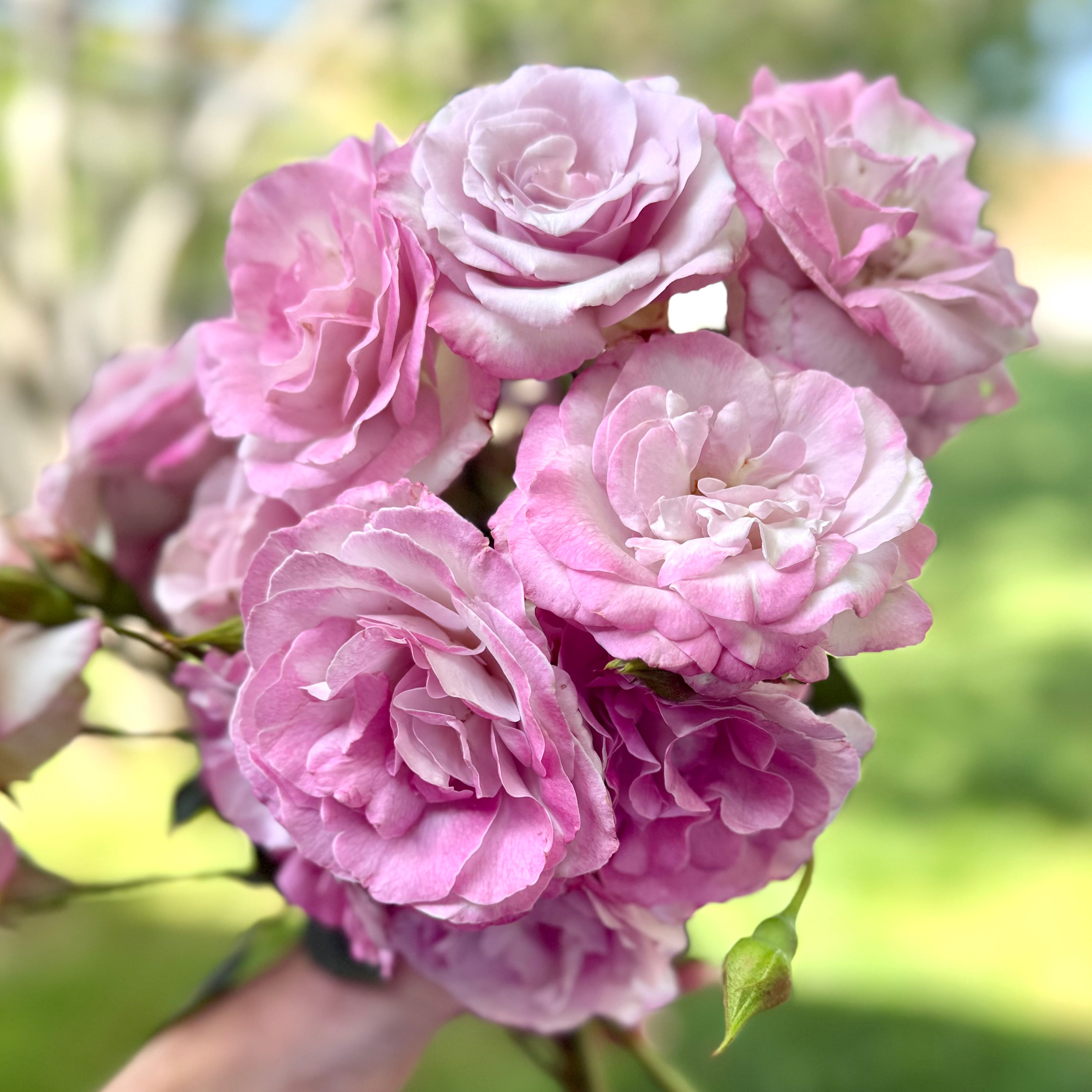 Nicole Carol Miller   Bare Root Rose Bush