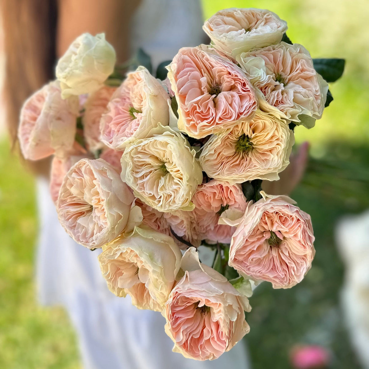 Tinkerbelle™ Potted Rose Bush