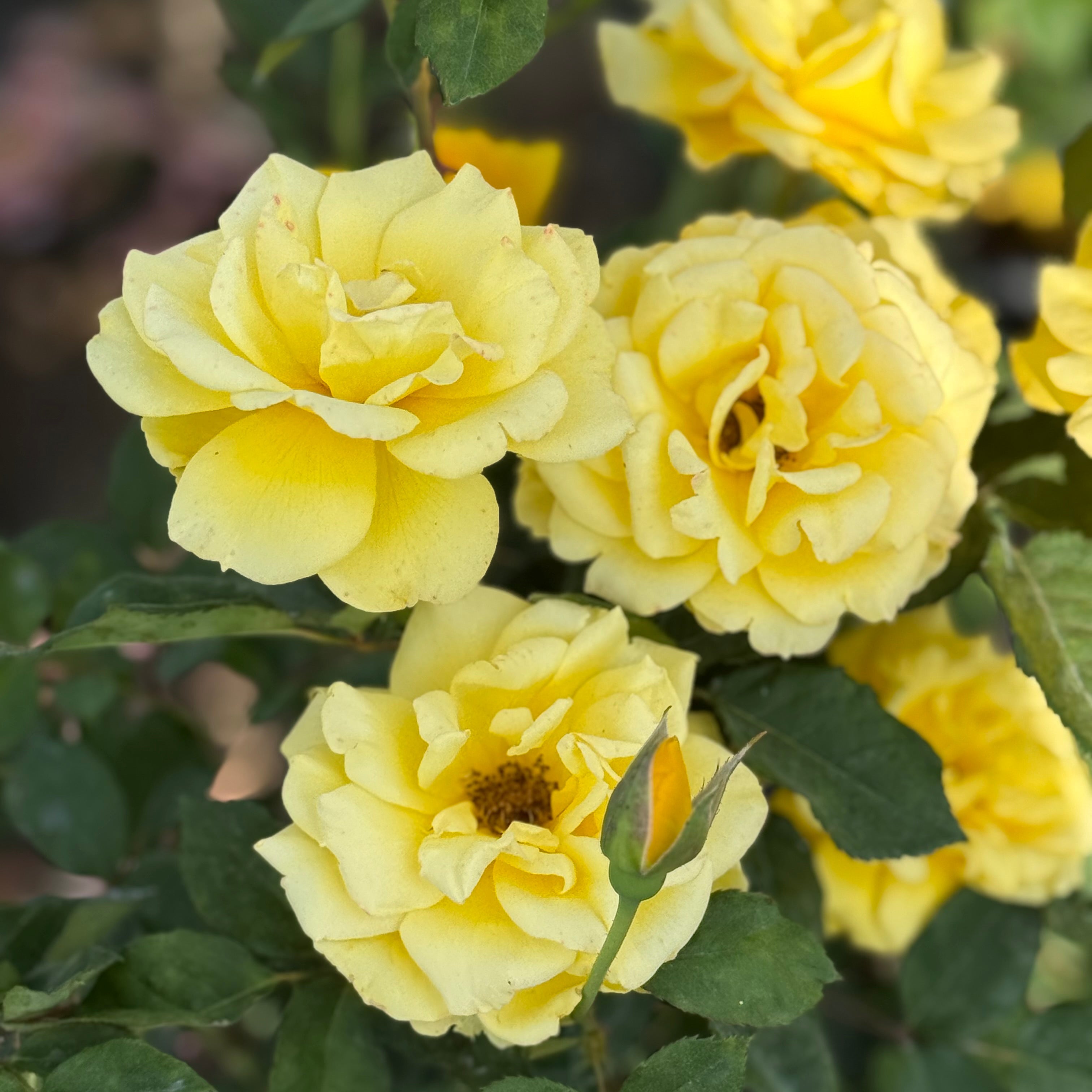 Henry Fonda Potted Rose Bush
