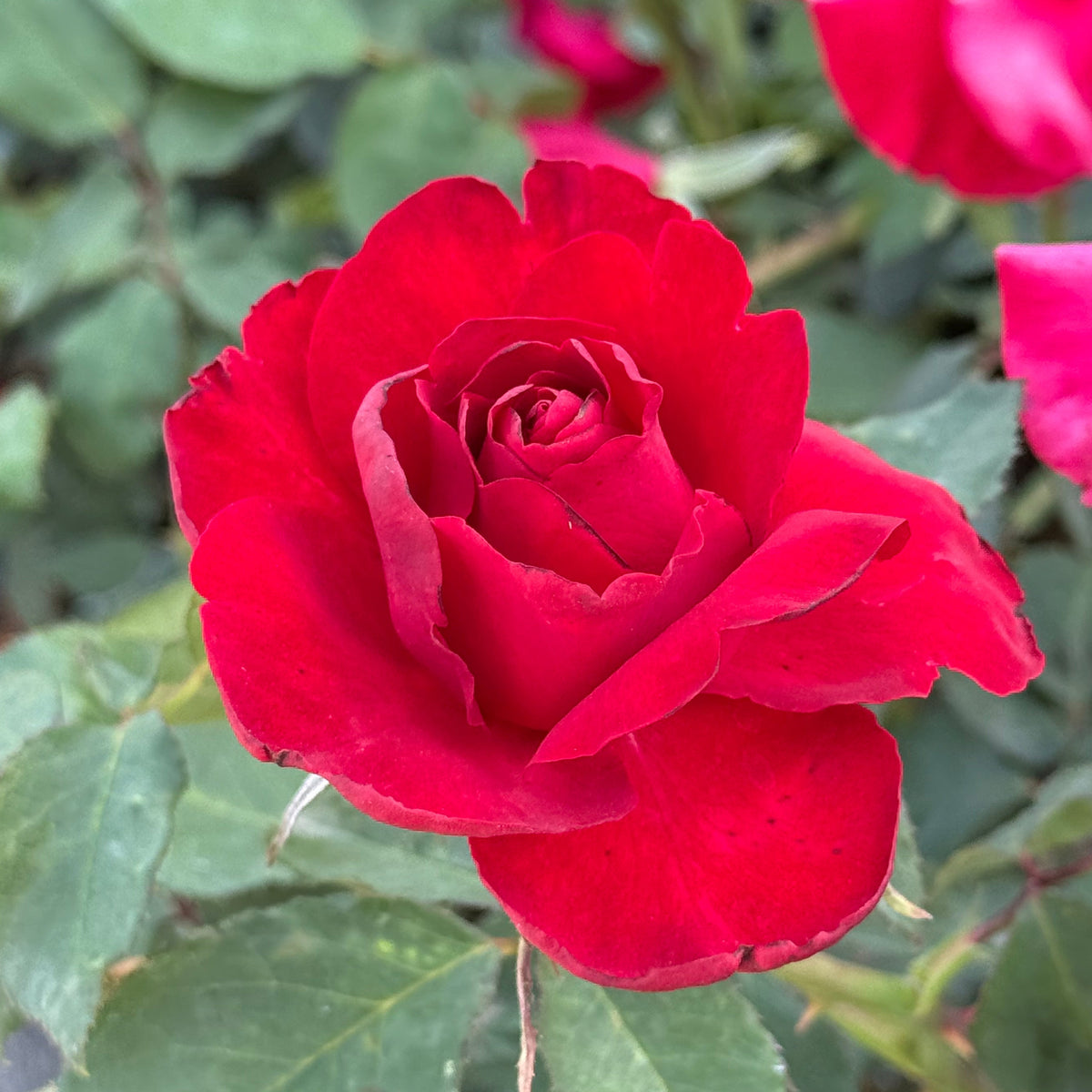 Opening Night™ Bare Root Rose Bush