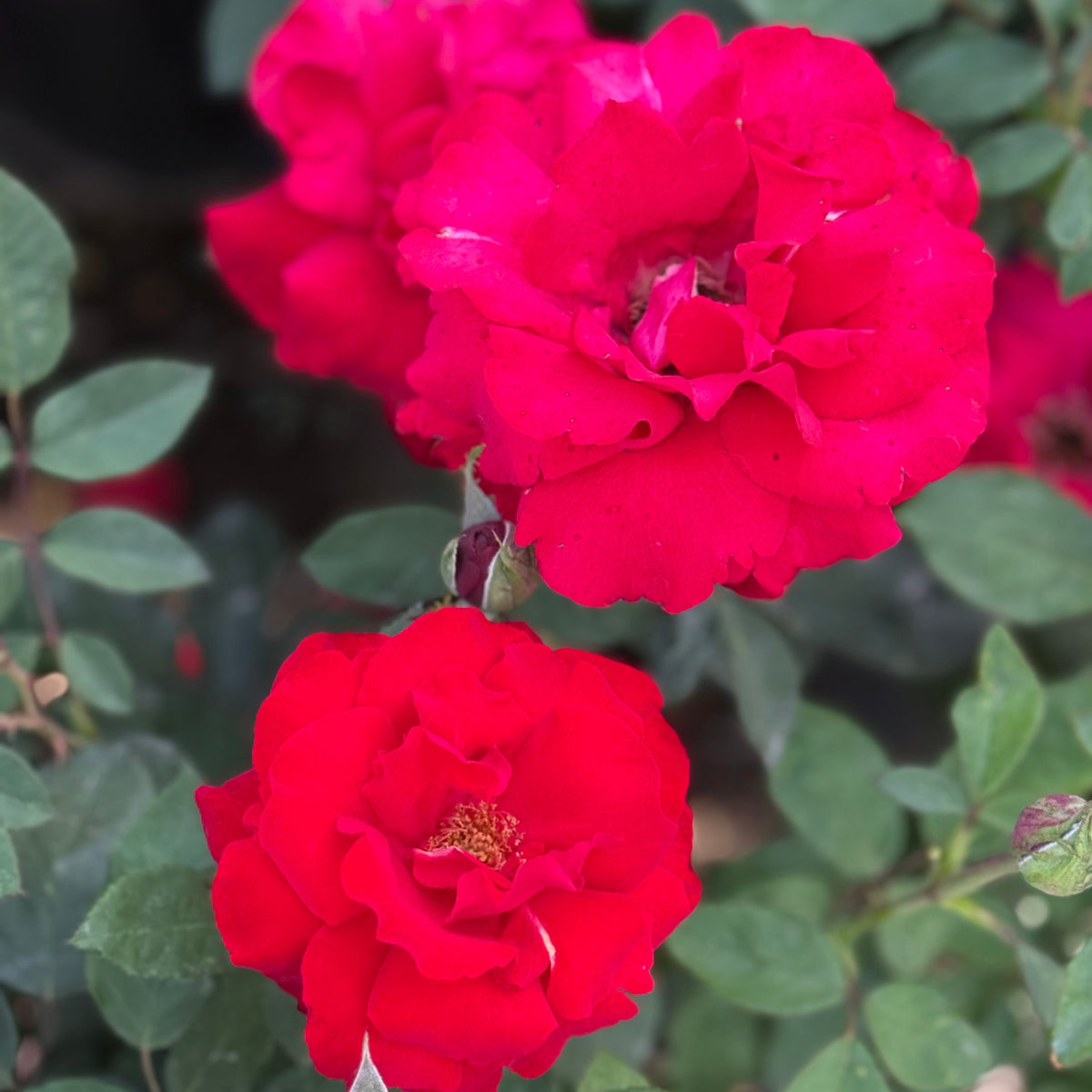 Opening Night™ Bare Root Rose Bush