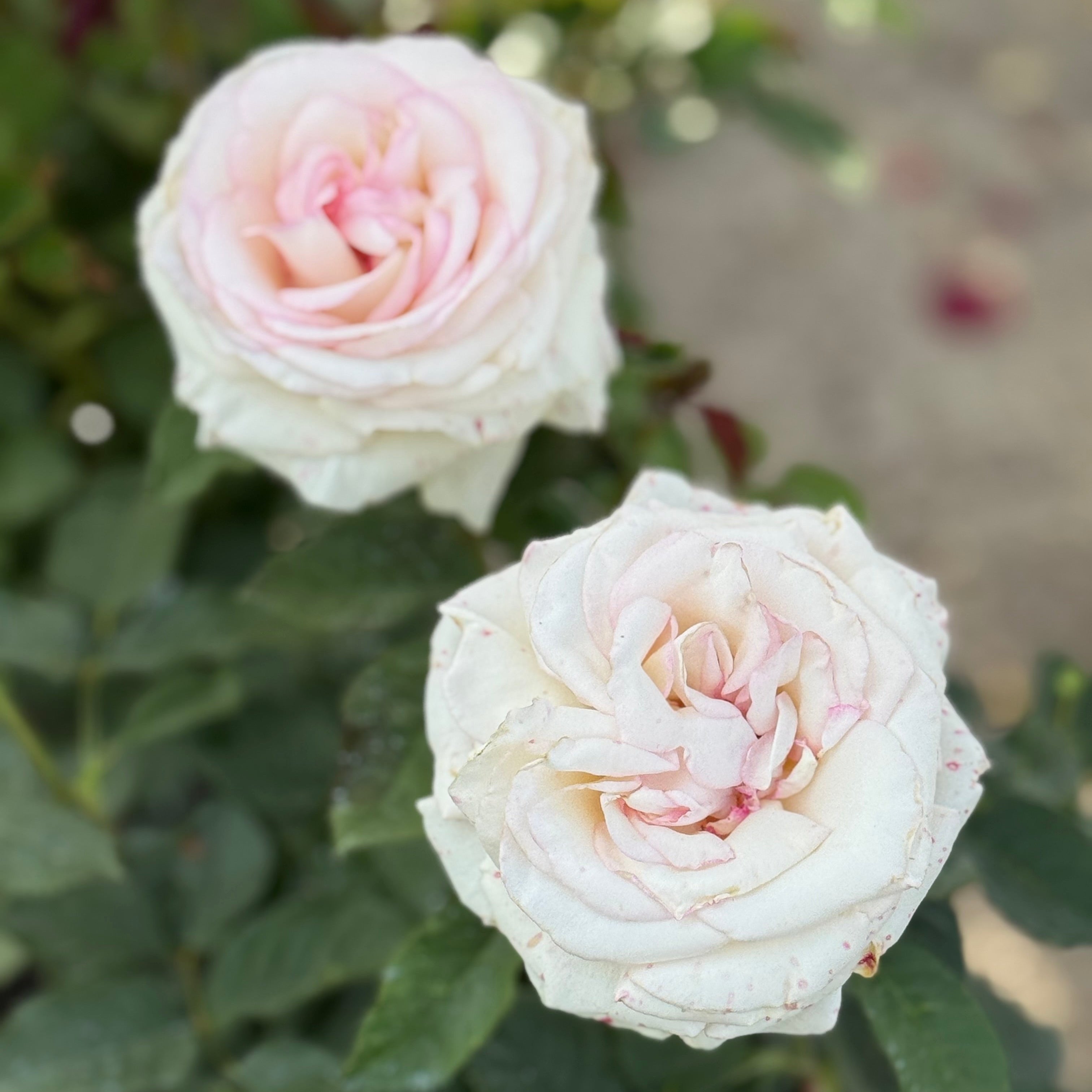 Moonstone® Potted Rose Bush