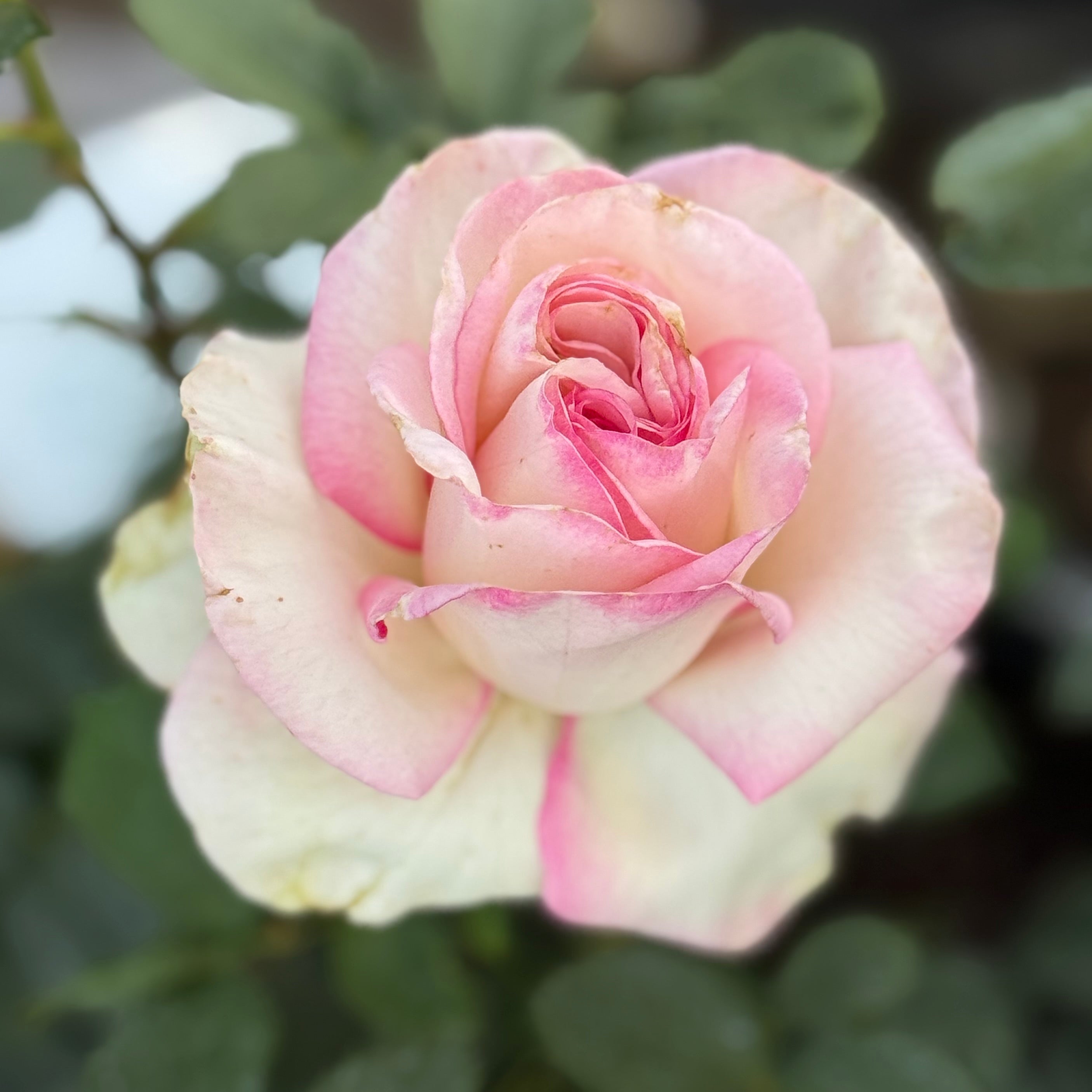 Moonstone® Potted Rose Bush
