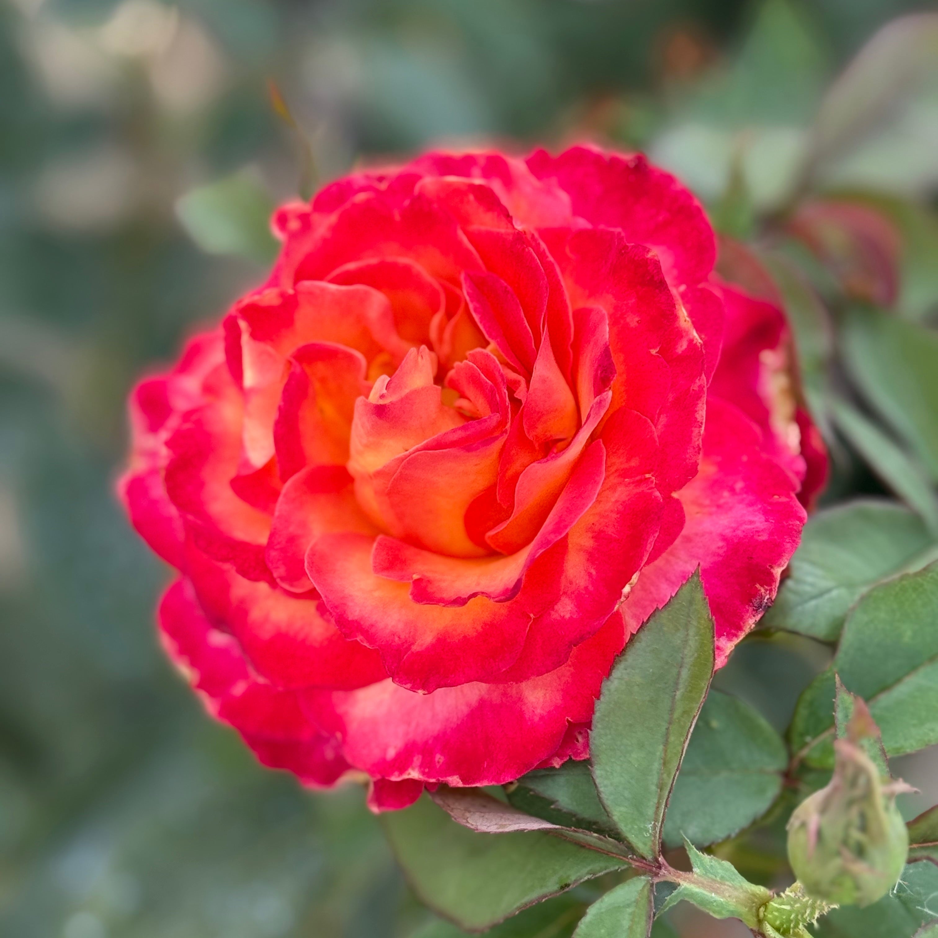 Perfect Moment™ Potted Rose Bush