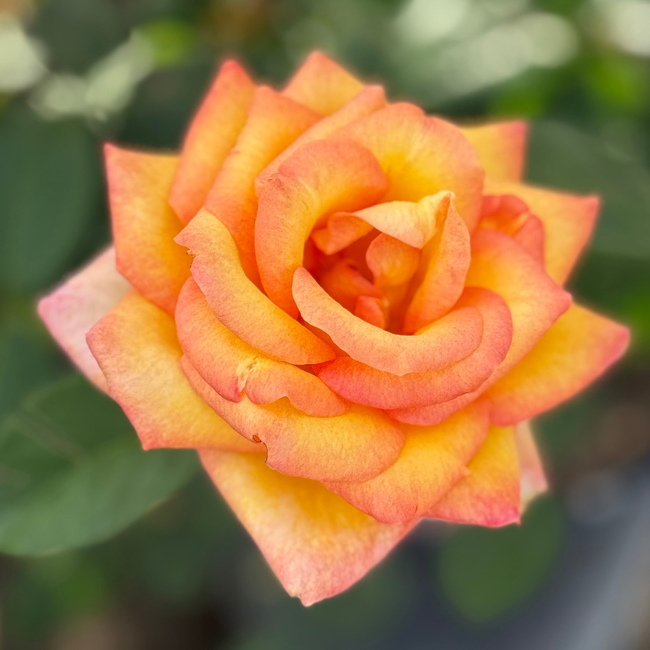 Gold Medal™ Potted Tree Rose