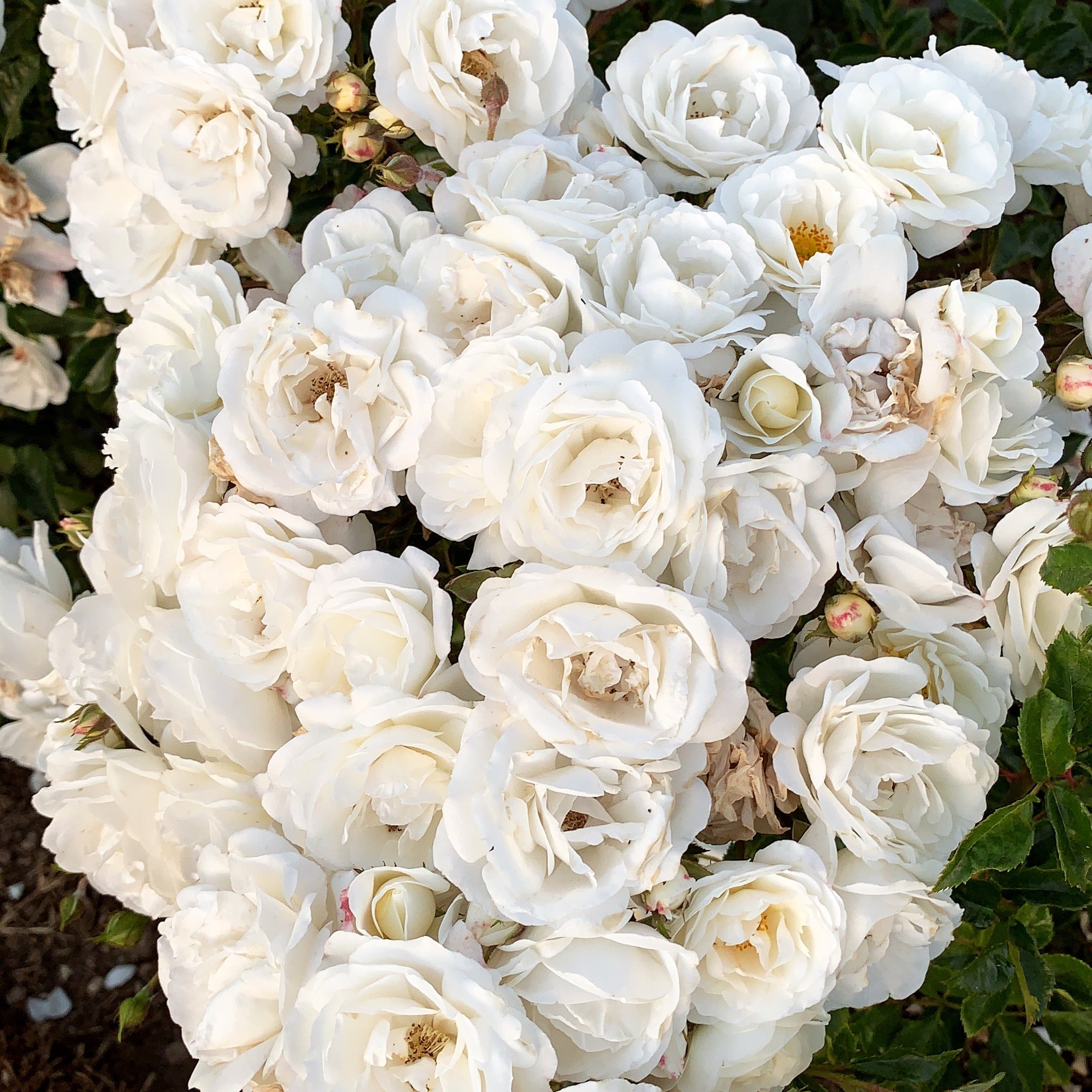 Pillow Fight Bare Root Rose Bush