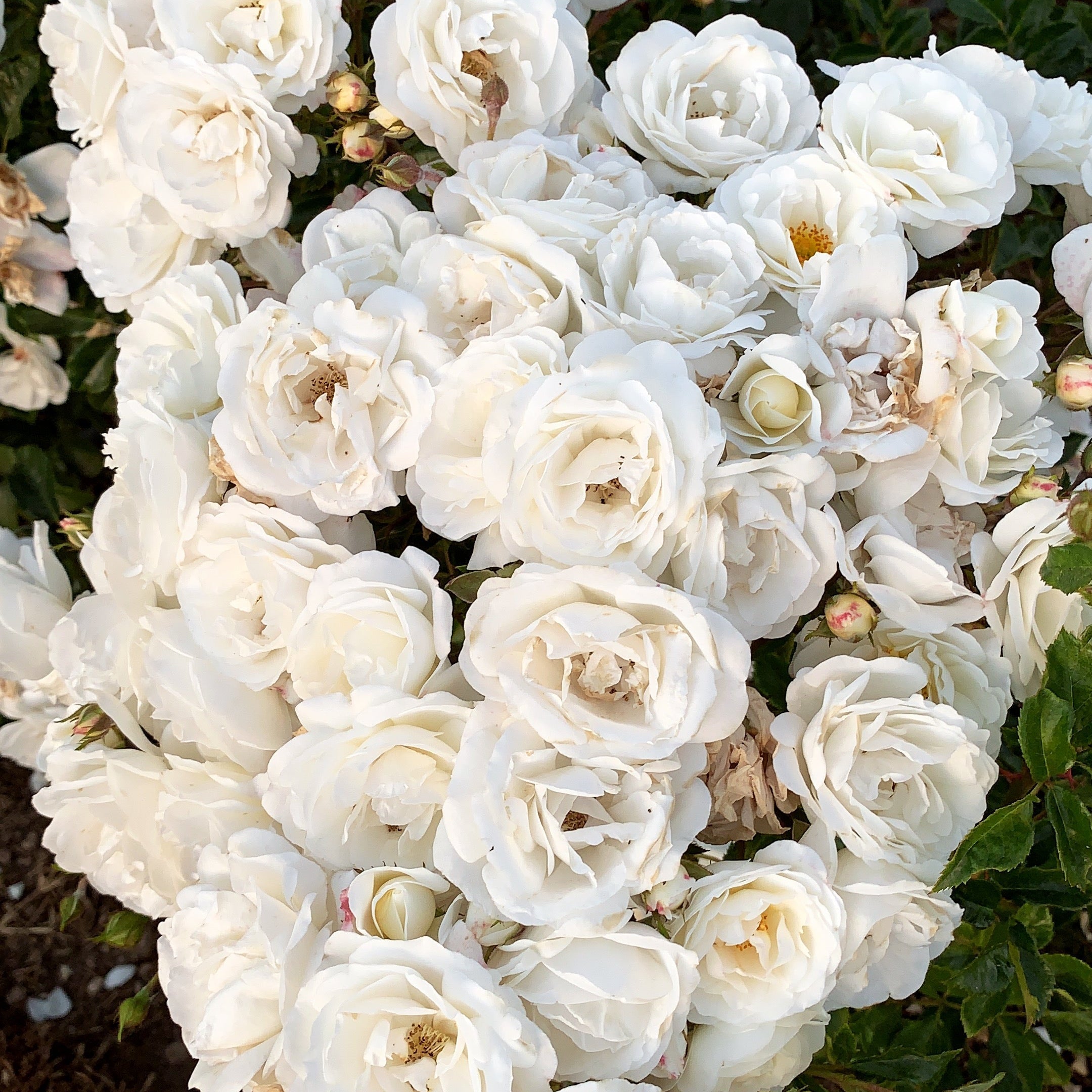 Pillow Fight™ Potted Rose Bush