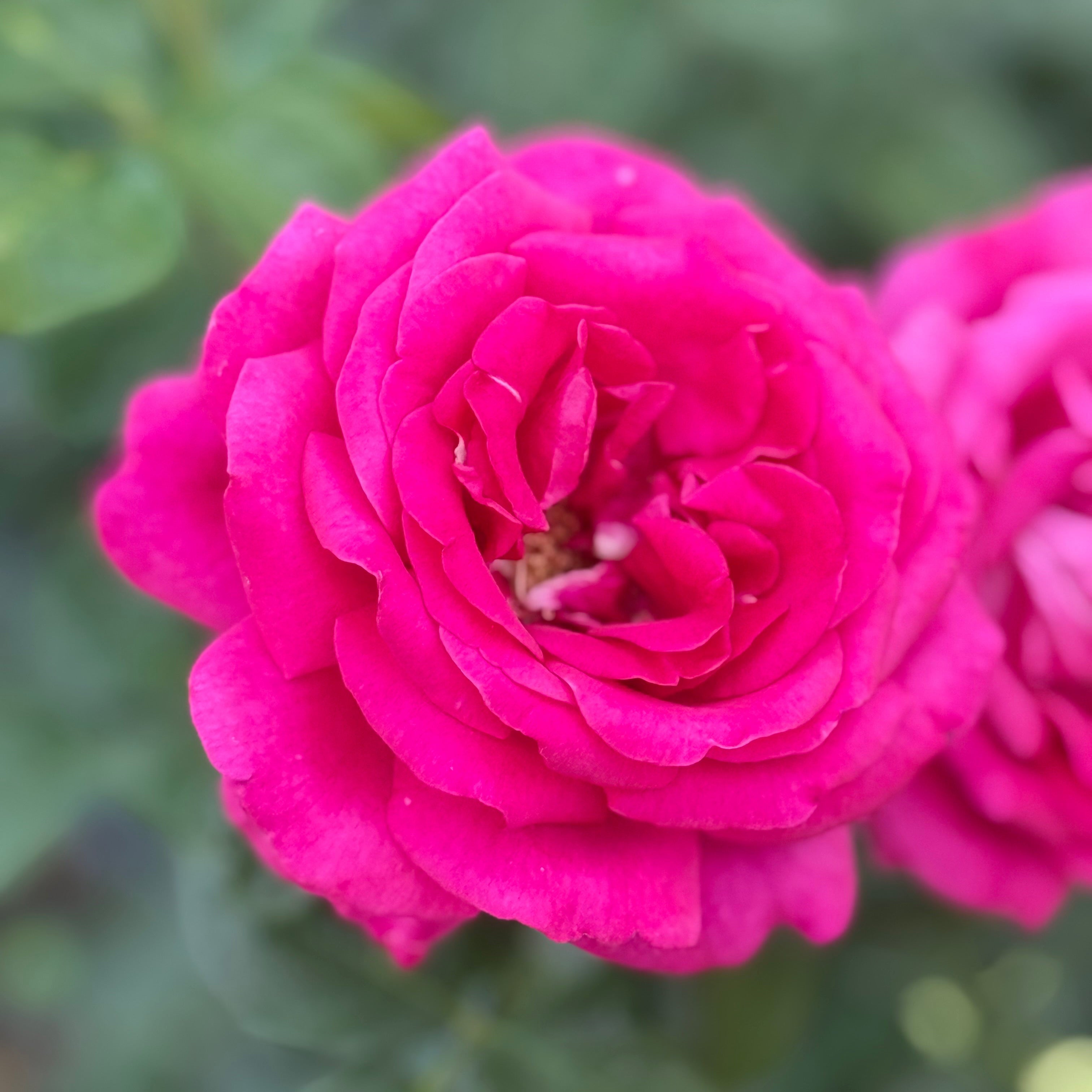 Della Reese ™ Potted Rose Bush
