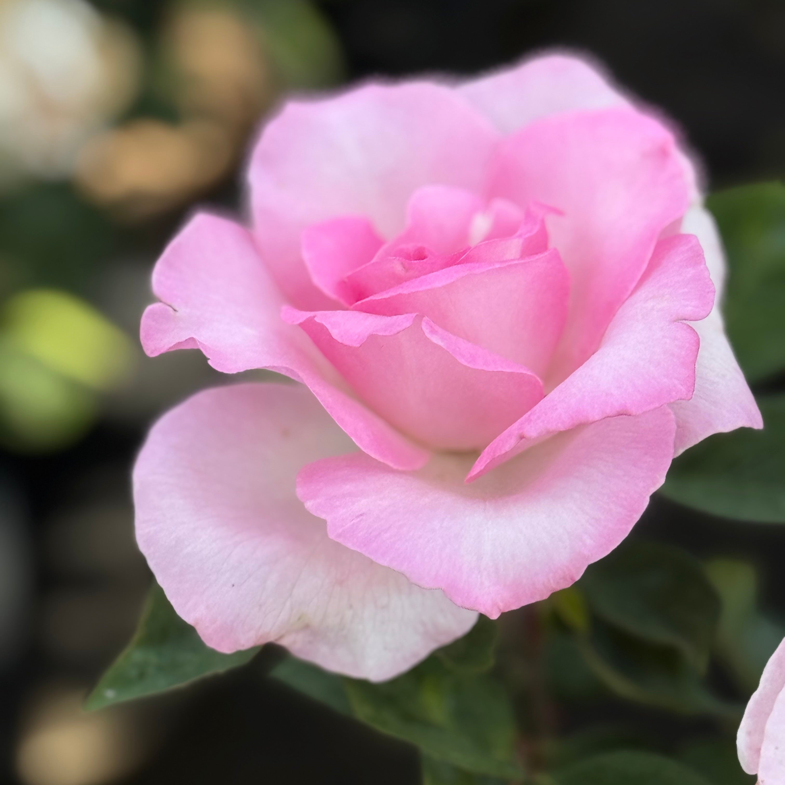 Eleganza® Beverly™  Potted Rose Bush