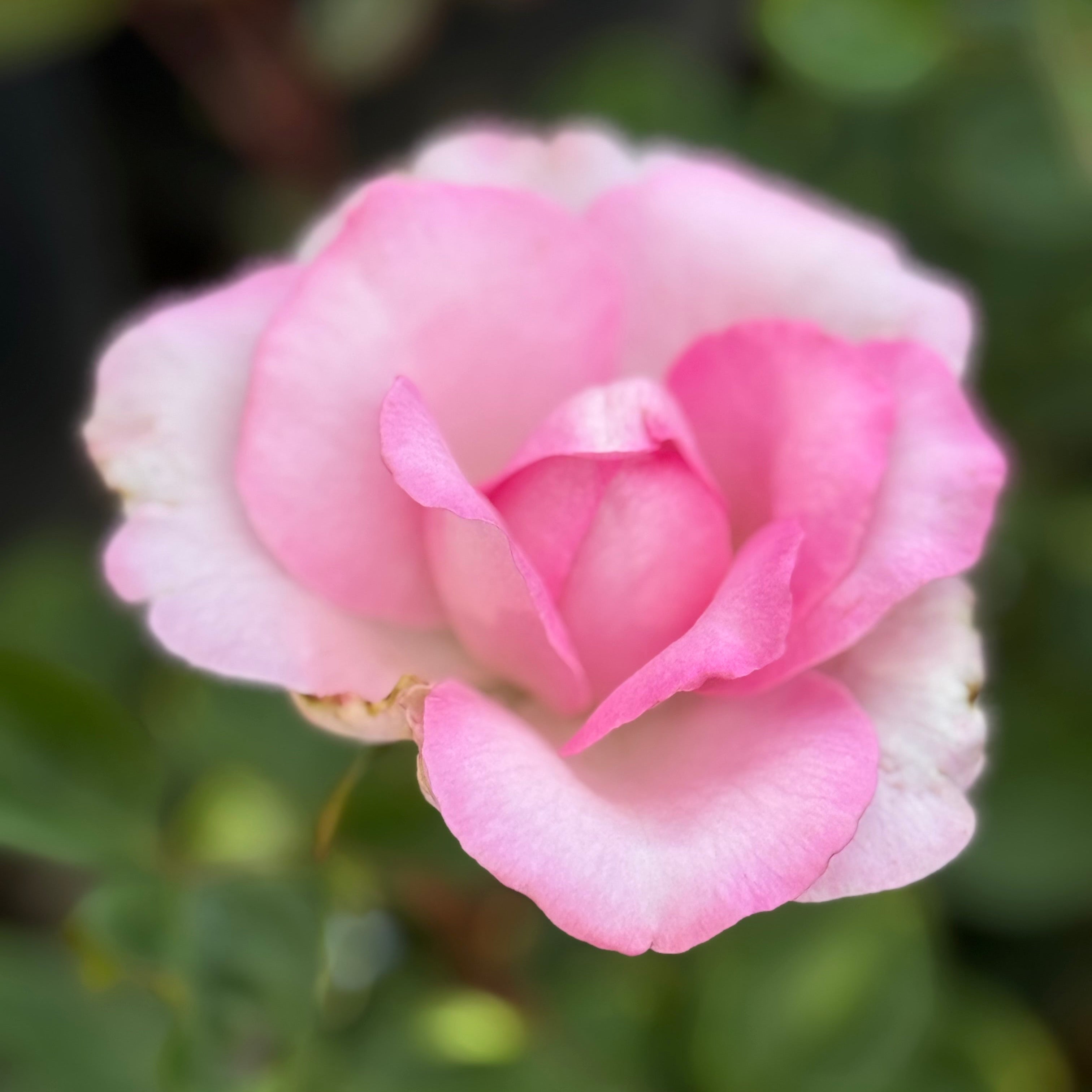 Eleganza® Beverly™  Potted Rose Bush