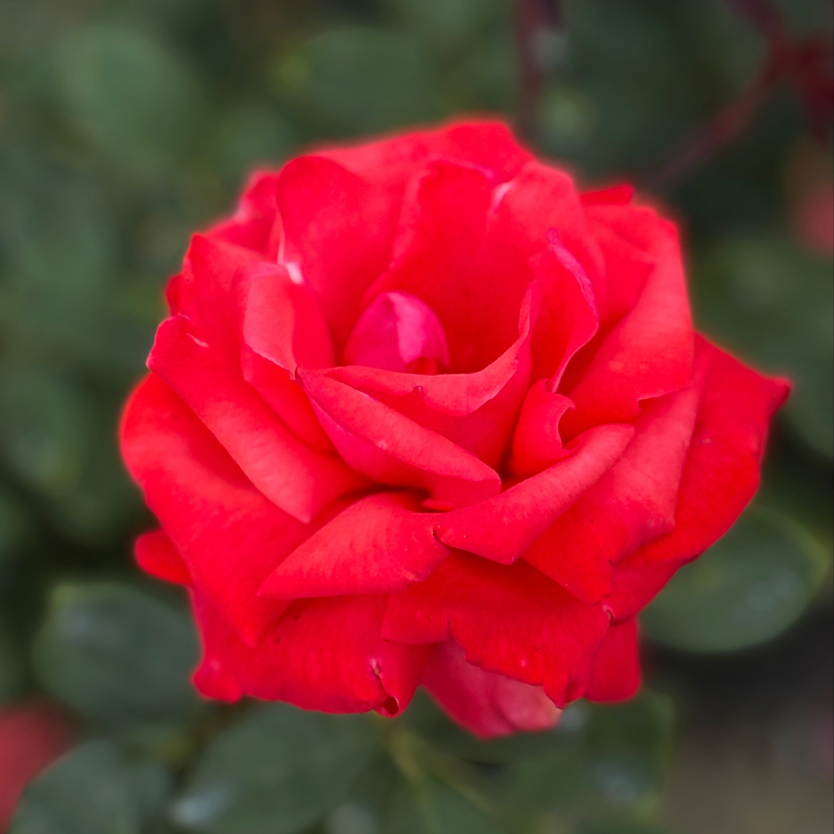 Dolly Parton™ Potted Rose Bush