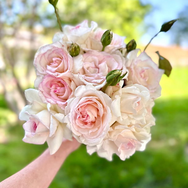 Bouquet of pink and white roses held by a person with a blurred green background