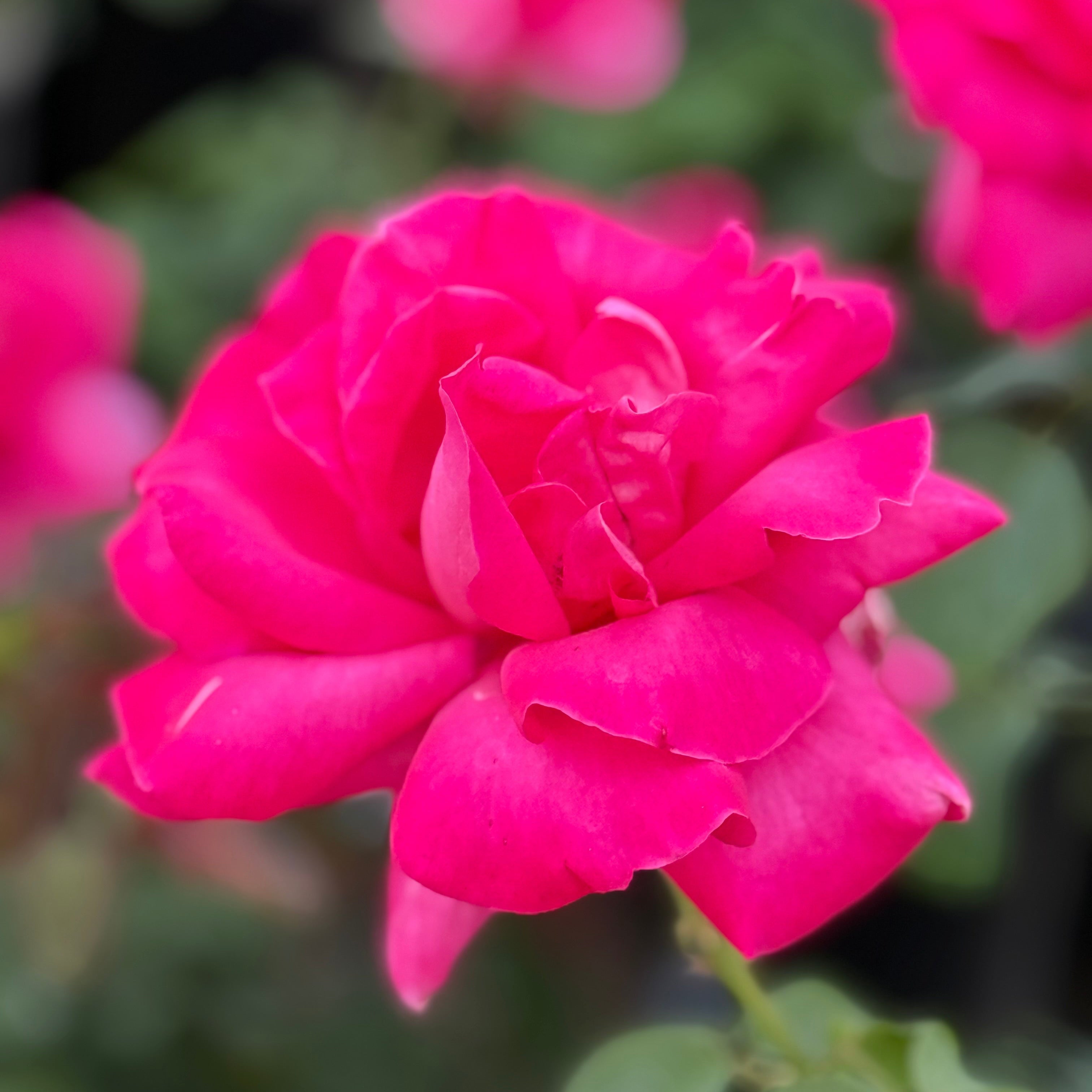 Close-up of a vibrant pink rose with a blurred background