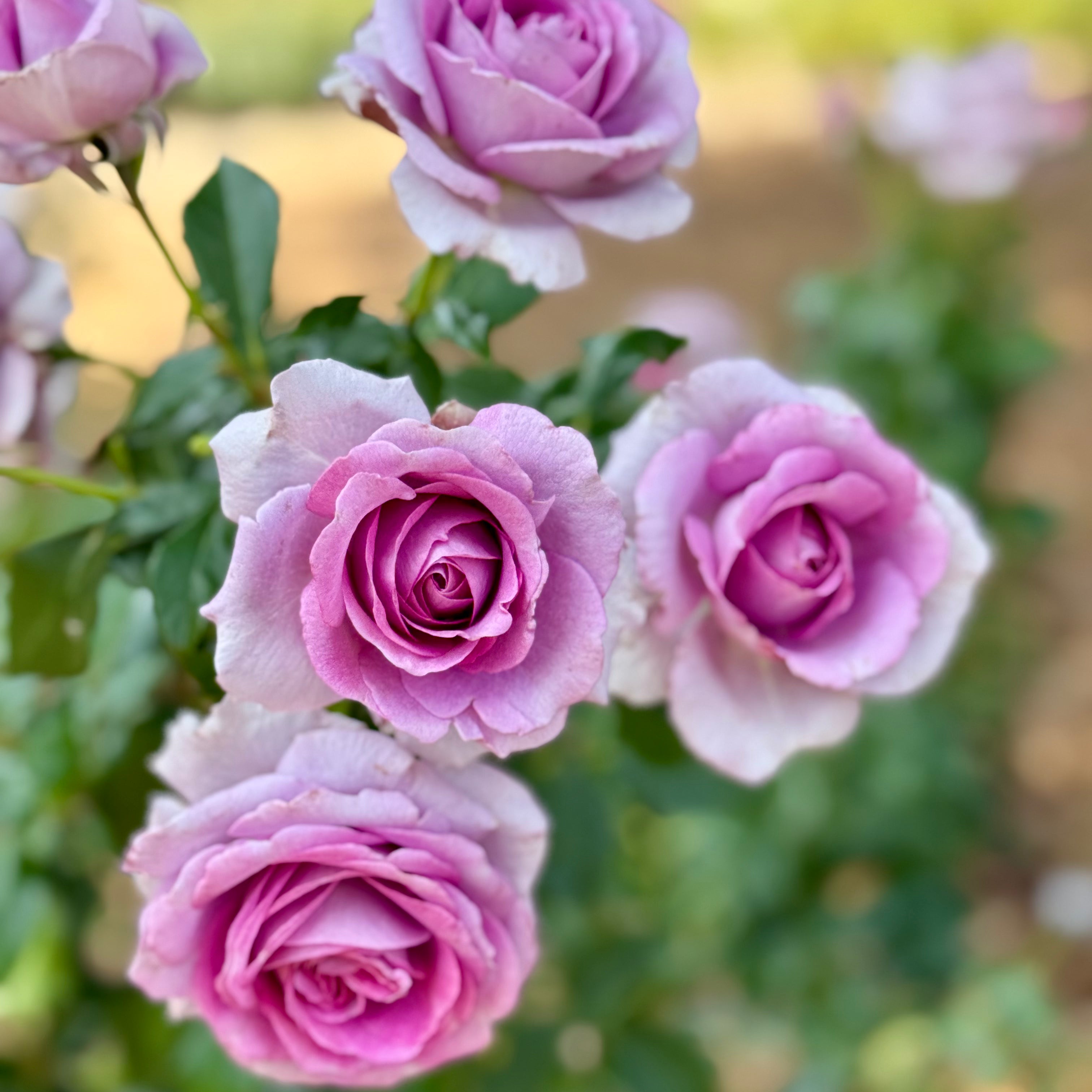 Veranda® Lavender™  Bare Root Rose Bush