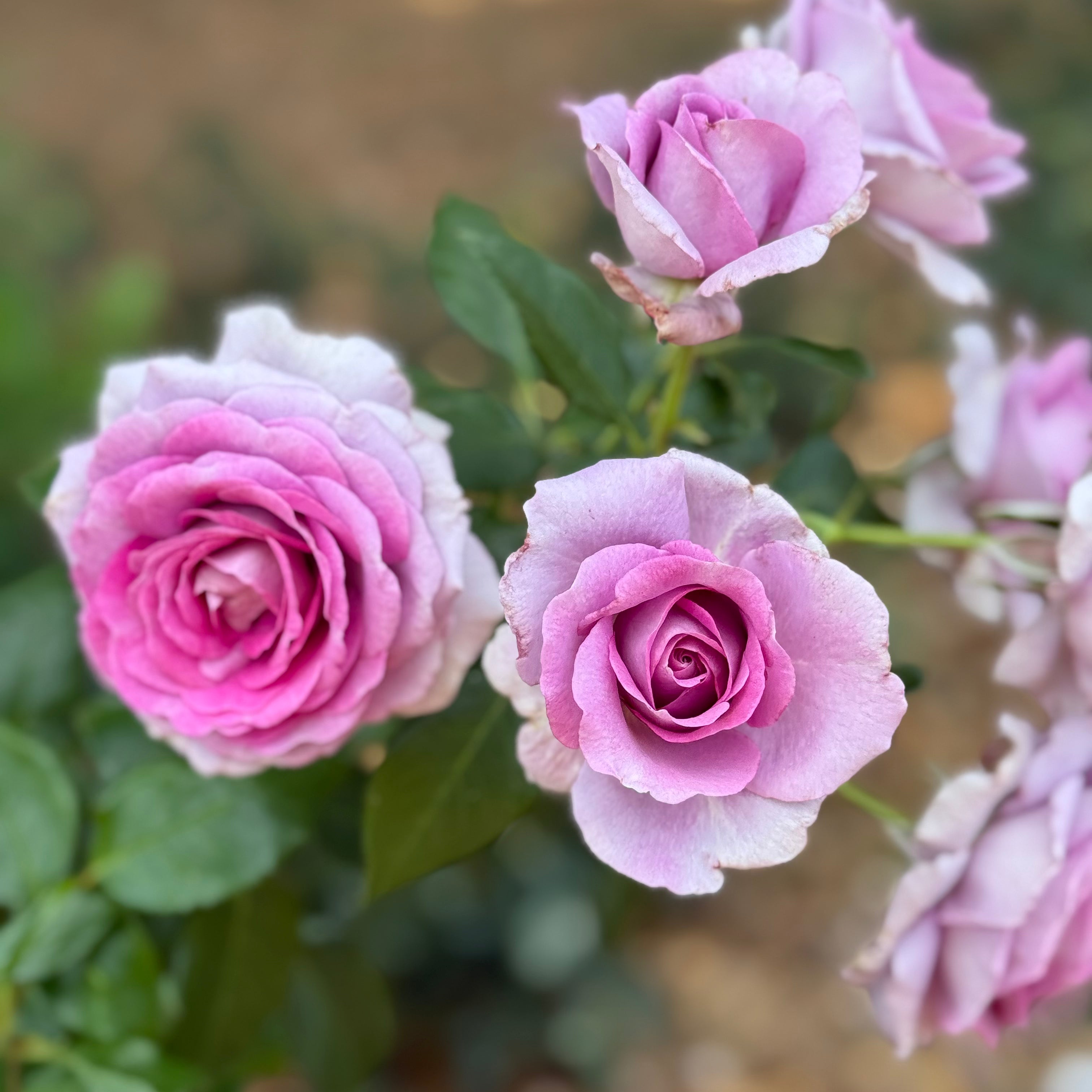 Veranda® Lavender™  Bare Root Rose Bush