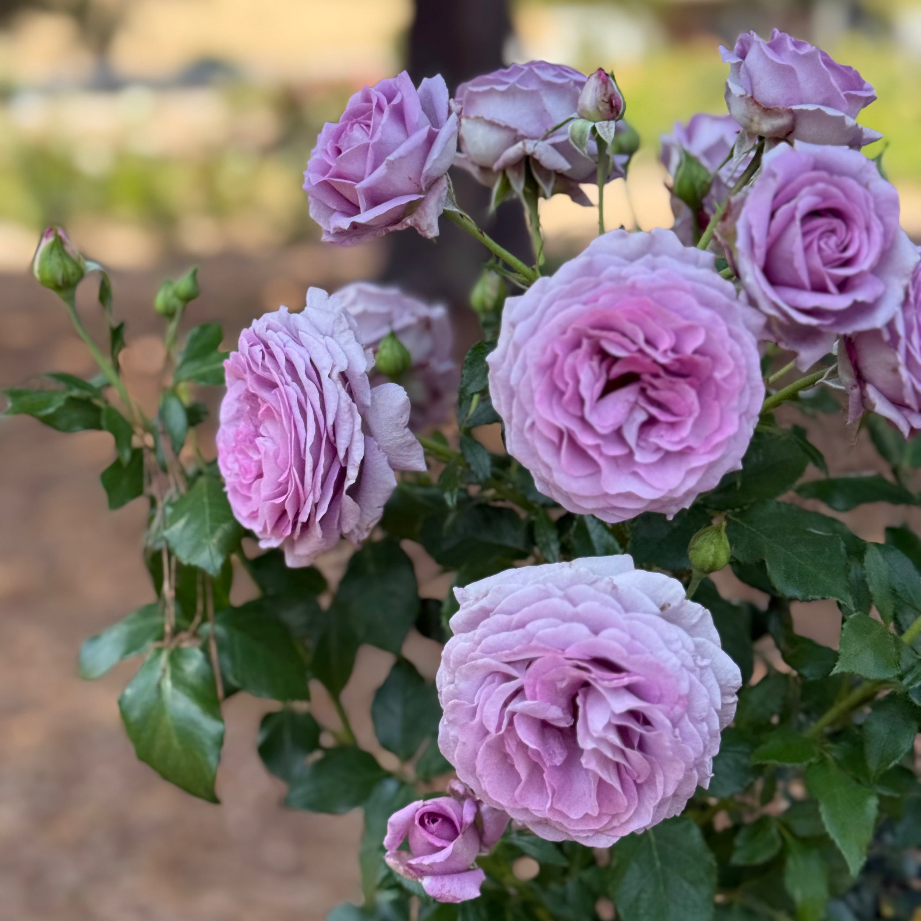Veranda® Lavender Potted Rose Bush