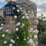 Cecile Brunner™ Bare Root Climbing Rose