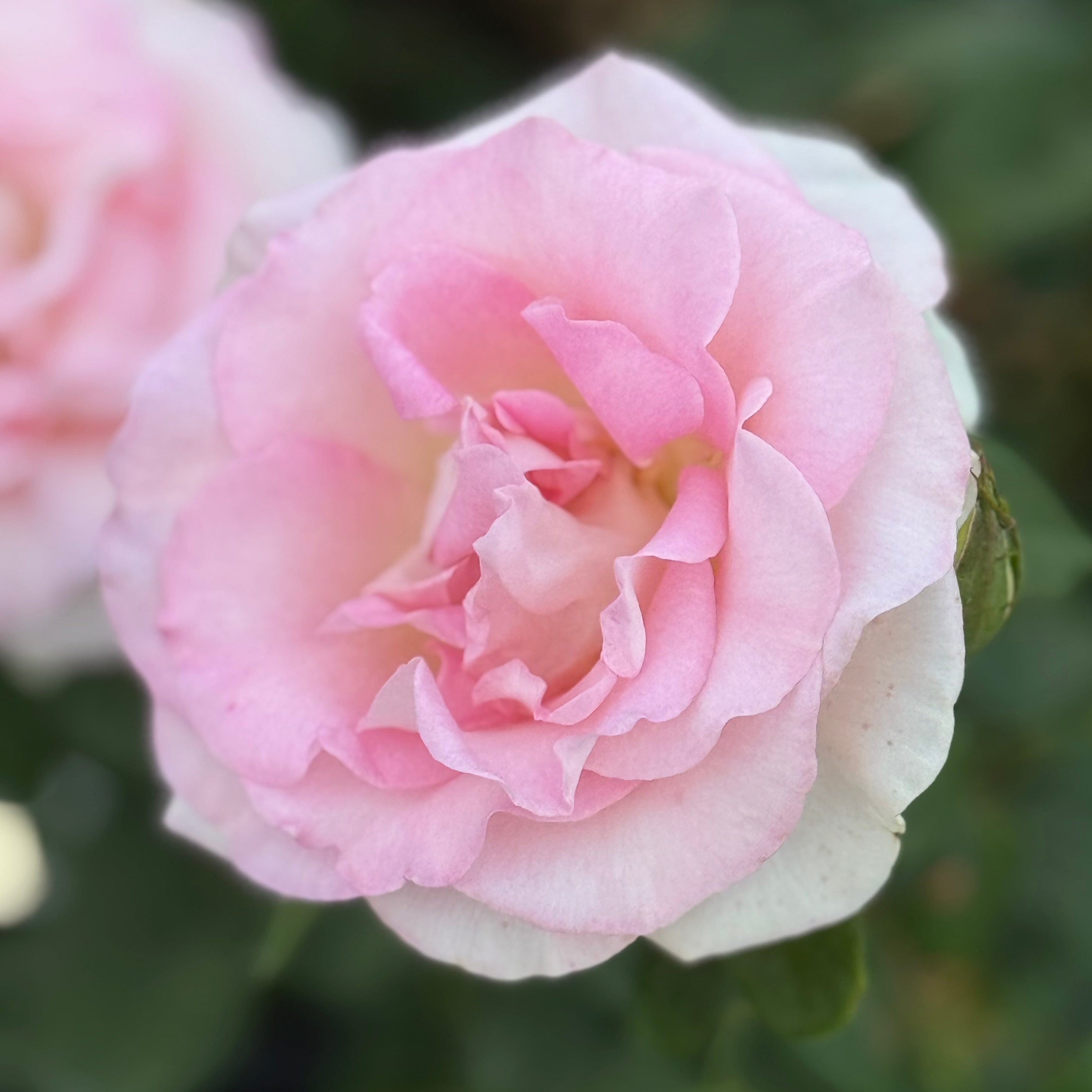 Falling in Love ™ Potted Tree Rose