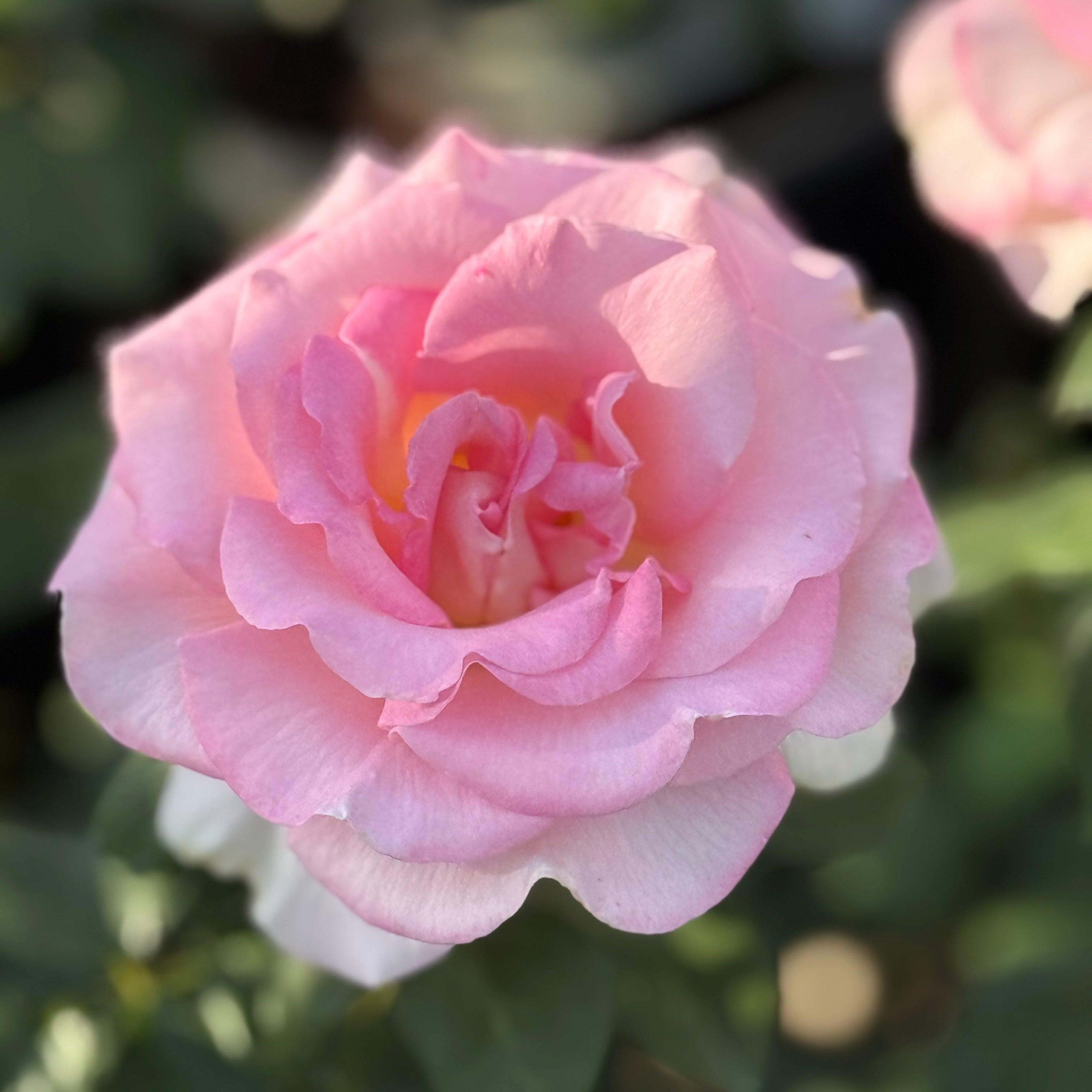 Falling in Love ™ Potted Tree Rose