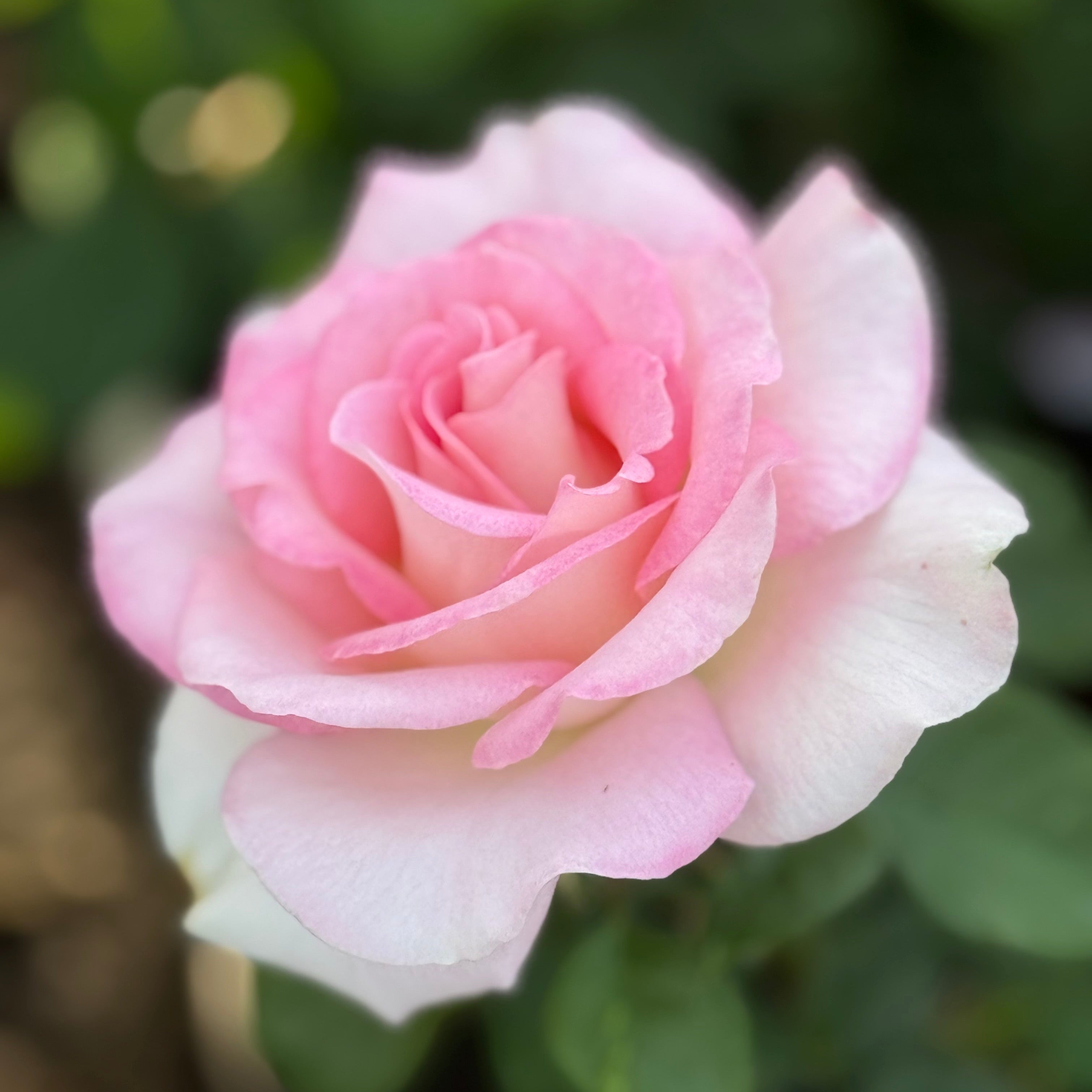 Falling in Love ™ Potted Tree Rose