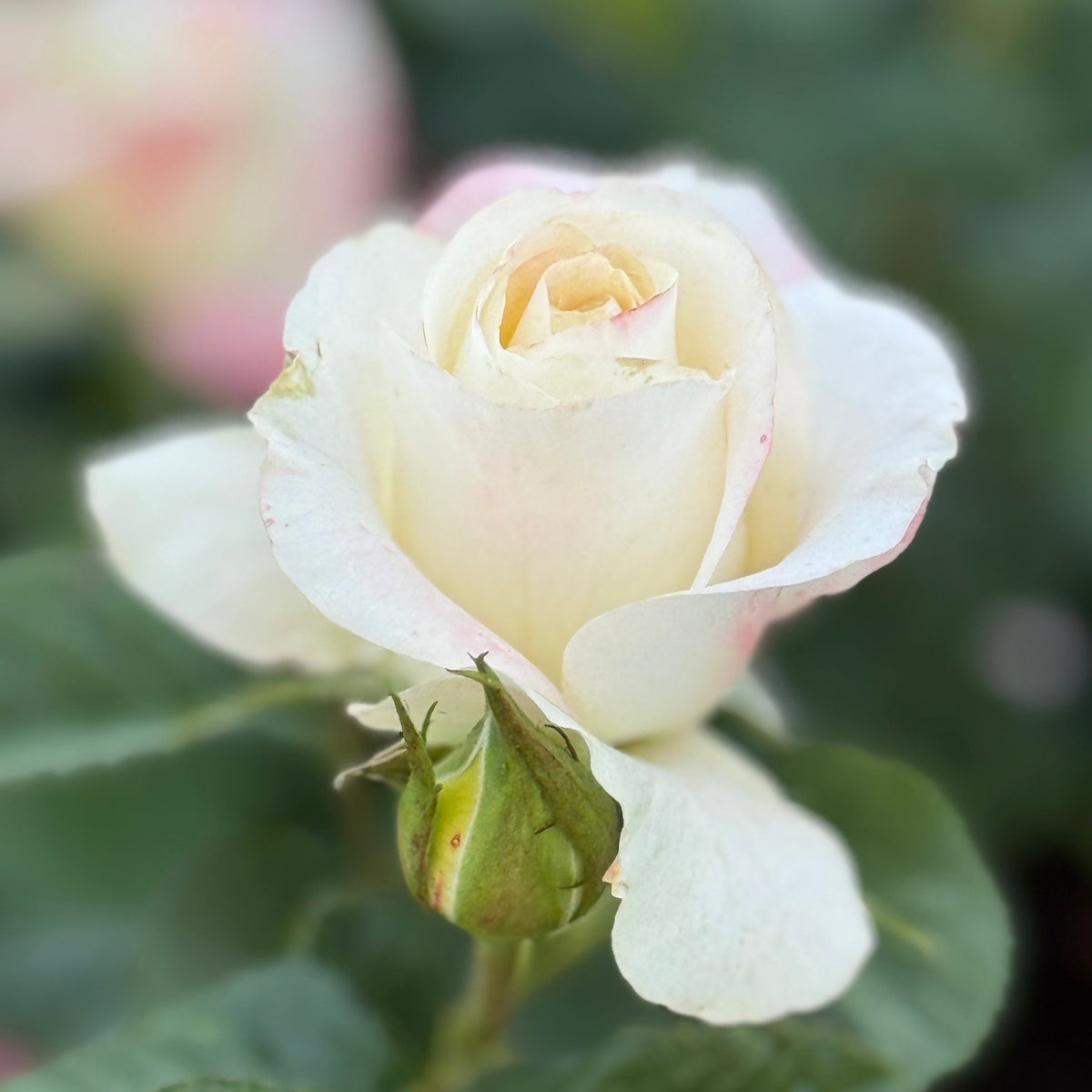 Make Me Blush™ Bare Root Rose Bush