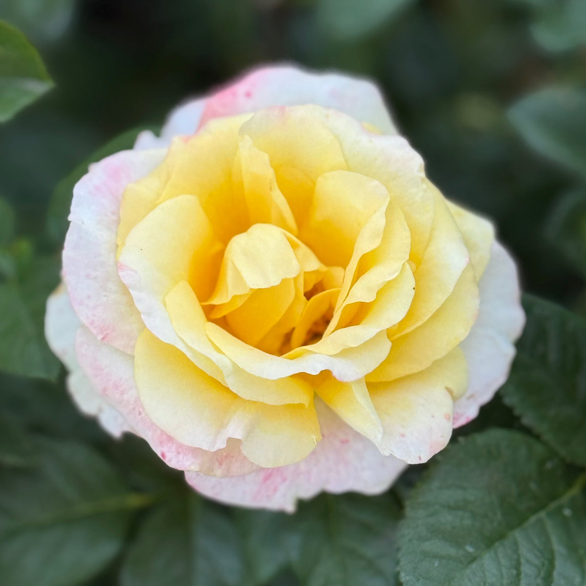 Make Me Blush™ Bare Root Rose Bush