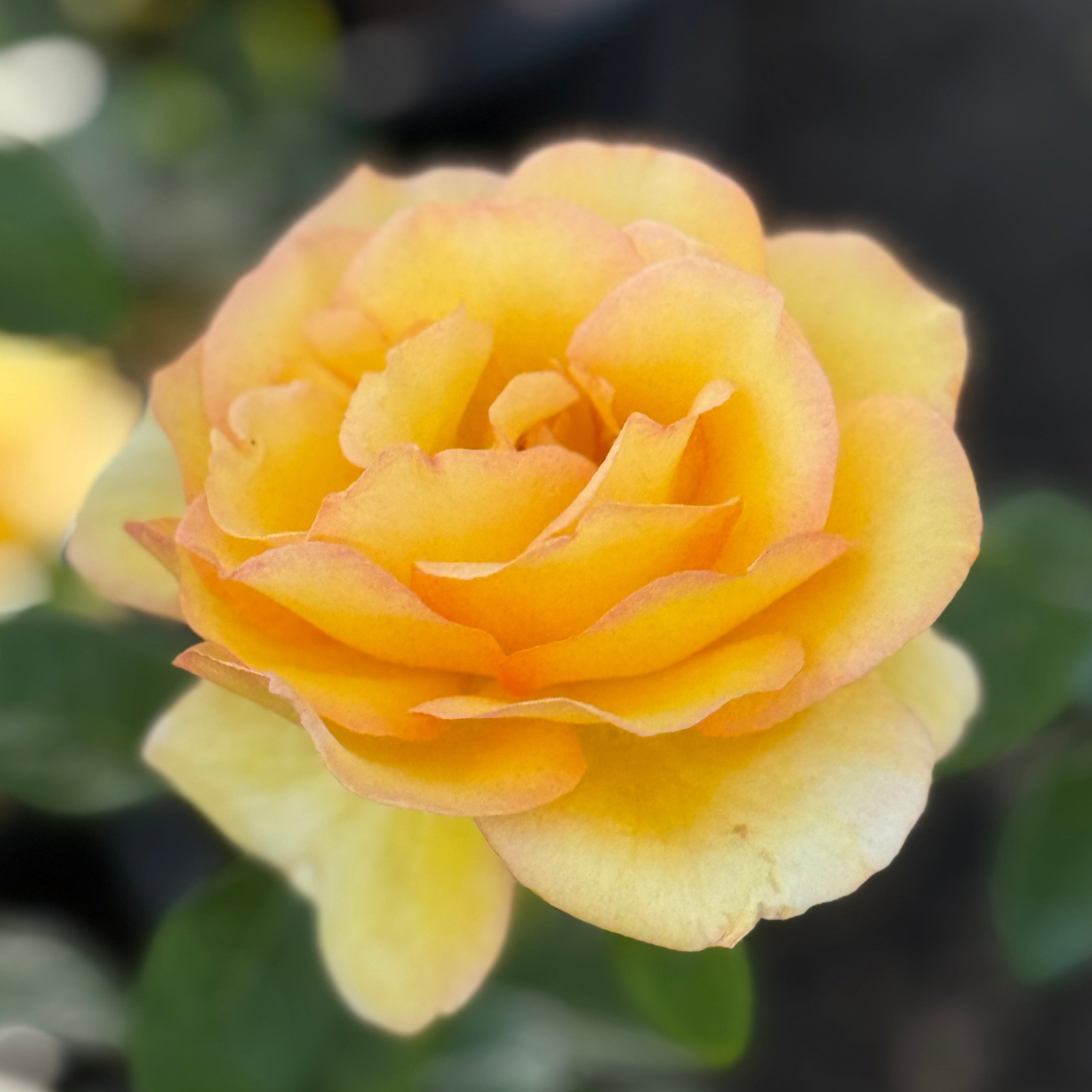 Hotel California™ Potted Rose Bush
