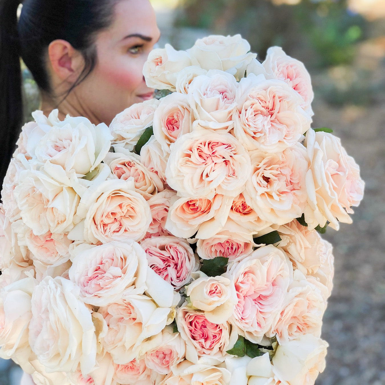 Francis Meilland® Bare Root Rose Bush